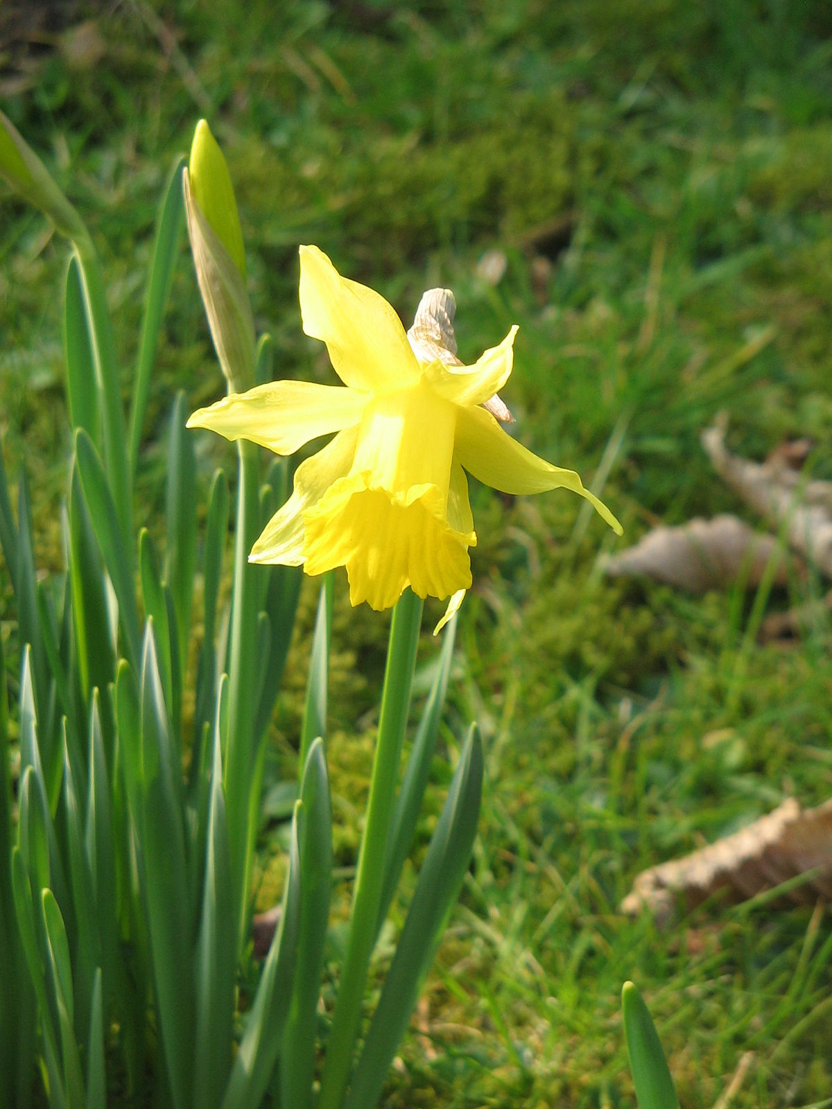 Narcissus hispanicus - Wikipedia