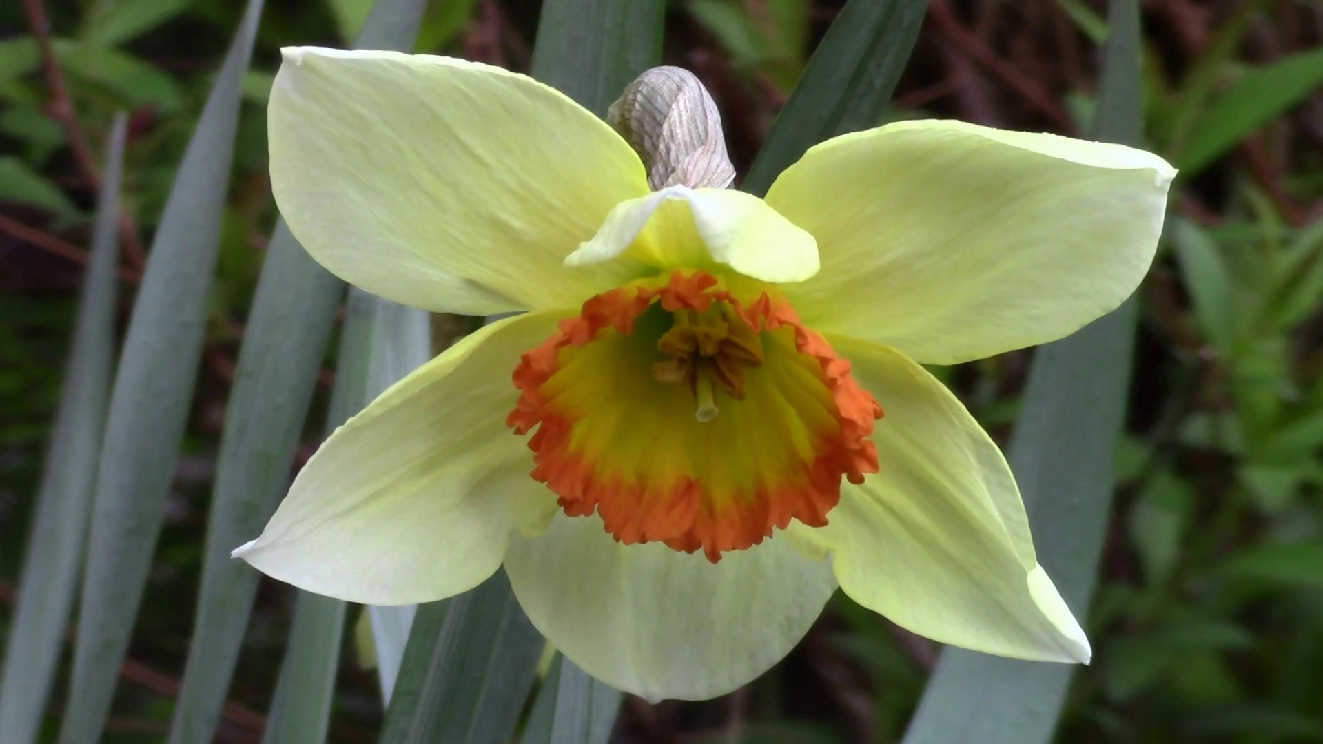 Narcissus flower in the garden - macro Stock Video Footage - Videoblocks
