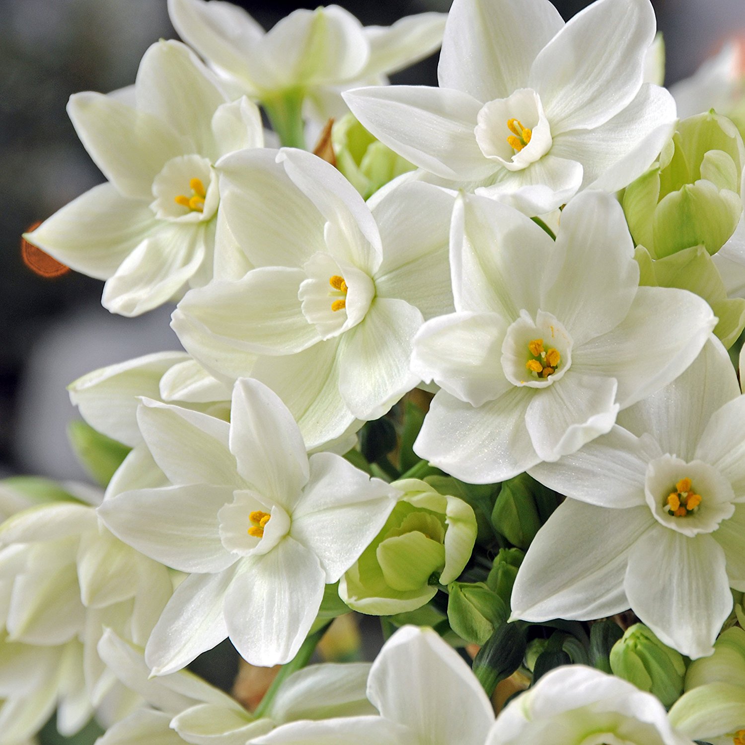Amazon.com : Easy to Grow TM Narcissus Ziva Paperwhites, 20 bulbs ...