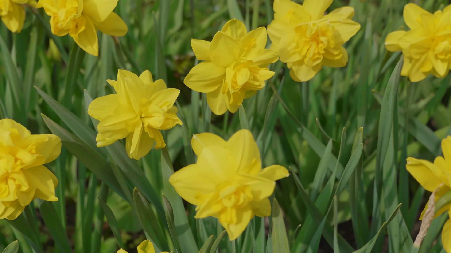 Close up of yellow daffodils (narcissus) flowering in spring ...
