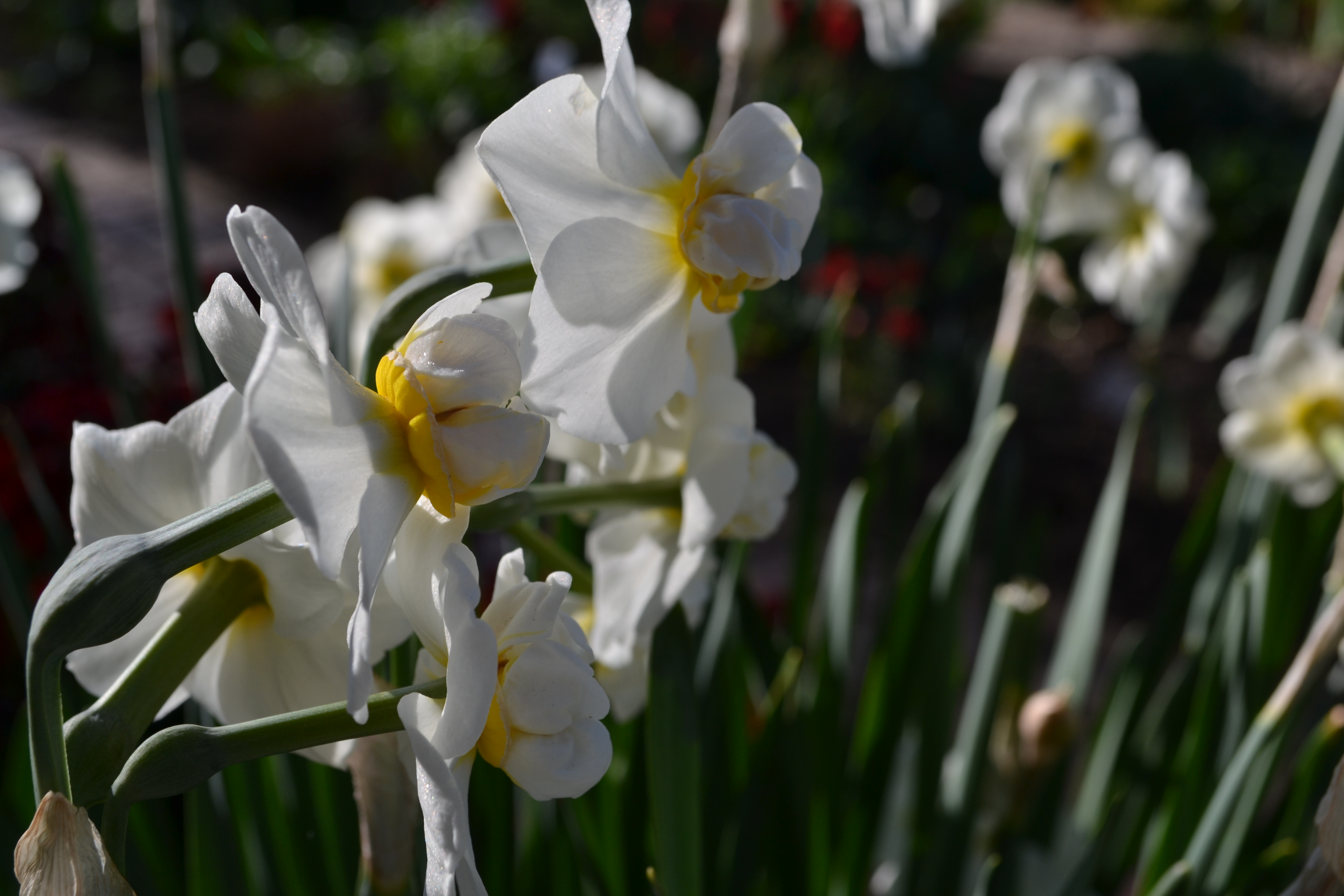 My Top Five… Narcissus | SISSINGHURST GARDEN