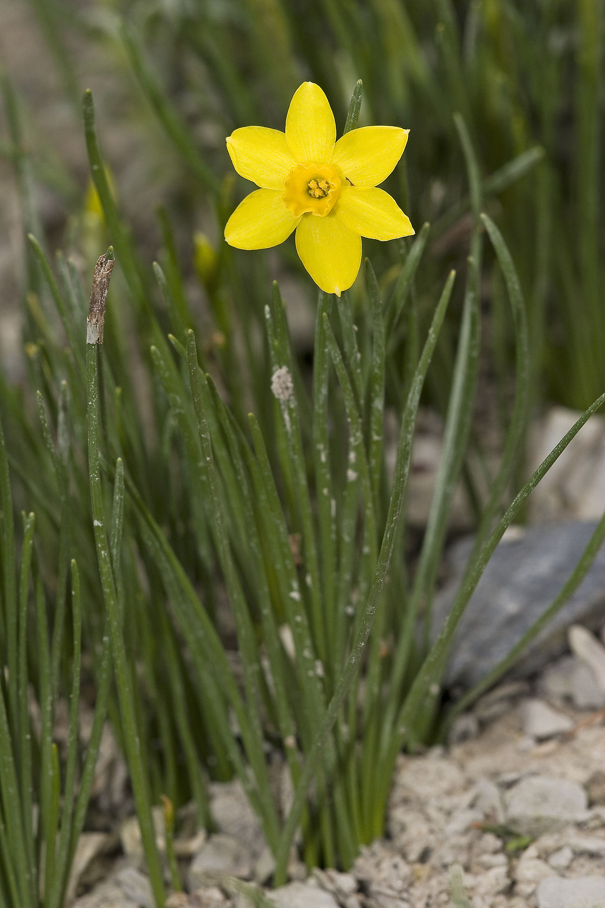 Narcissus assoanus – Wikipedia