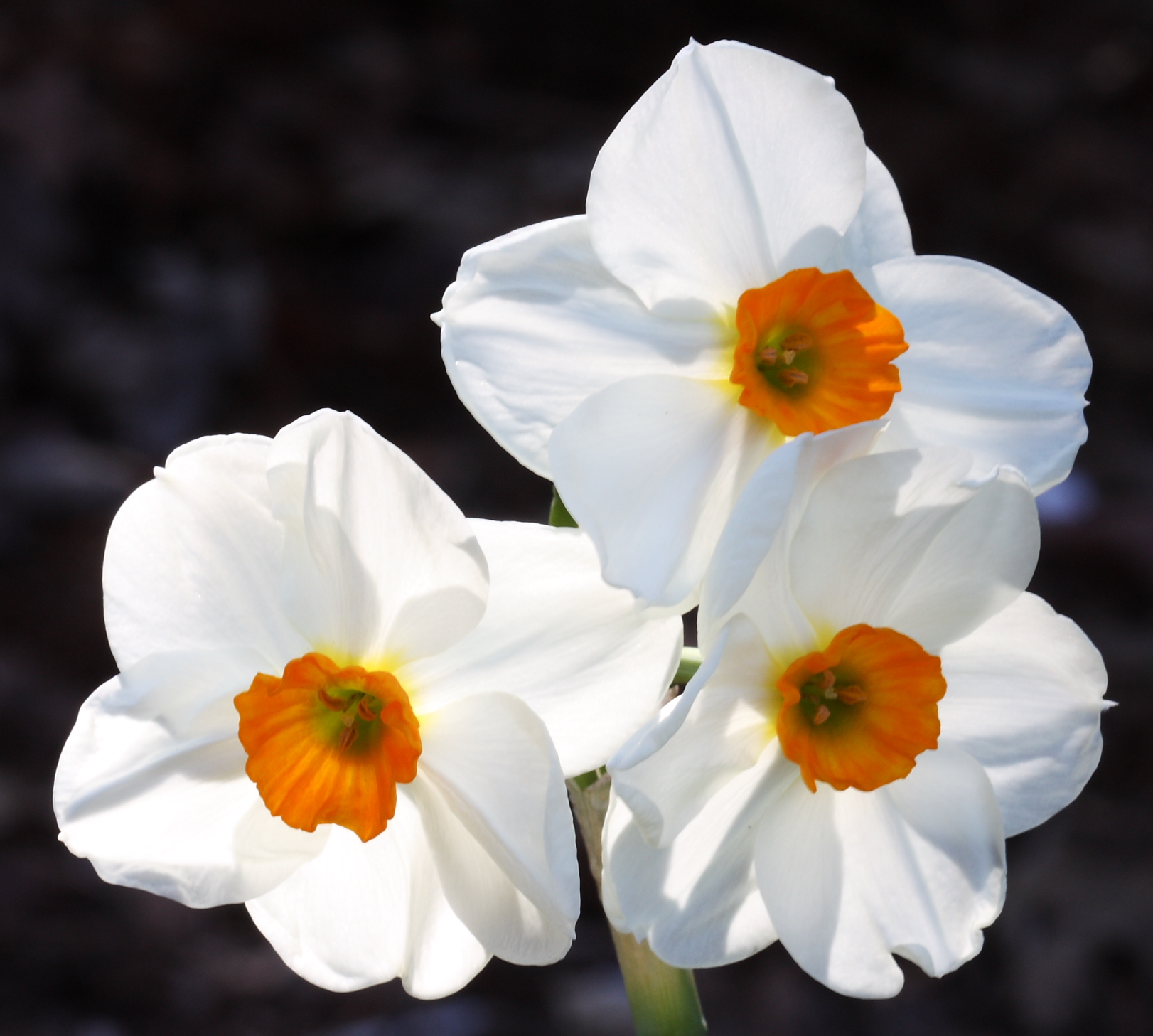 File:Narcissus Geranium.jpg - Wikimedia Commons