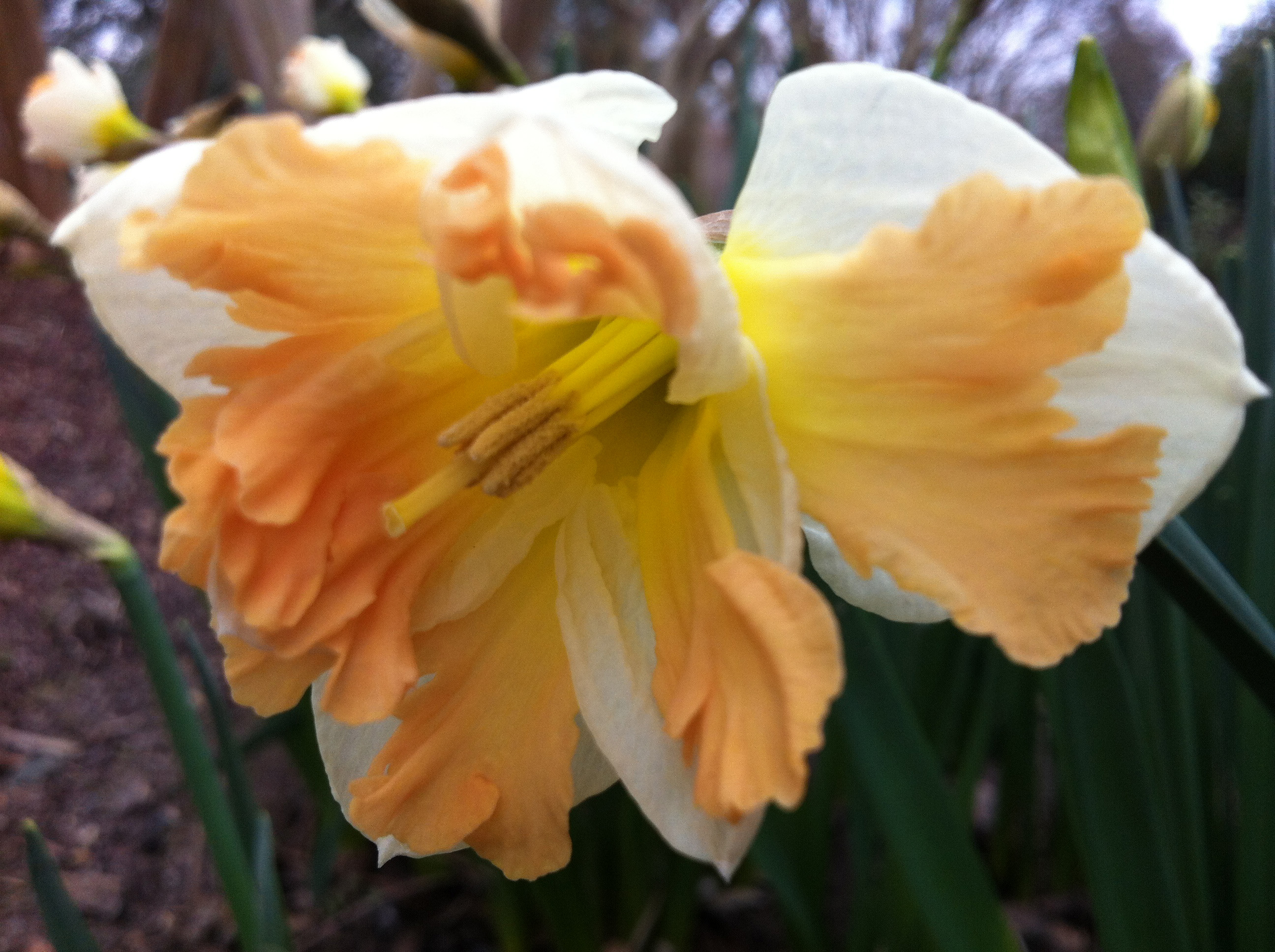 Narcissus 'Cum Laude' - Lewis Ginter Botanical Garden