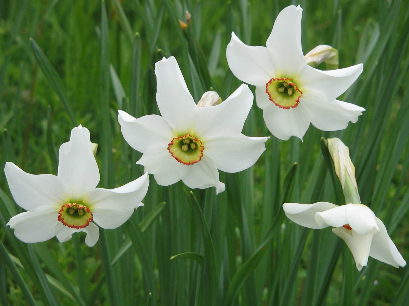 Narcissus poeticus - Poet's Narcissus | World of Flowering Plants