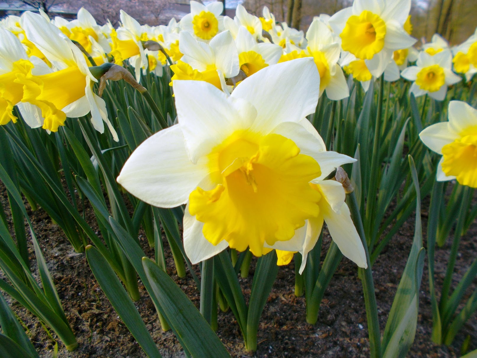 Jonquil - rush daffodil - żonkil - Narcissus jonquilla - YouTube. 