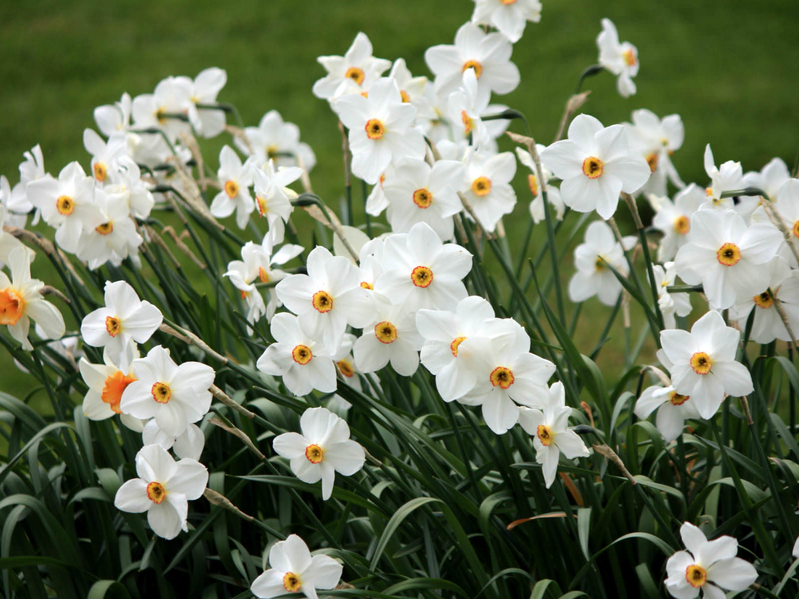Narcissus poeticus - Poet's Narcissus | World of Flowering Plants