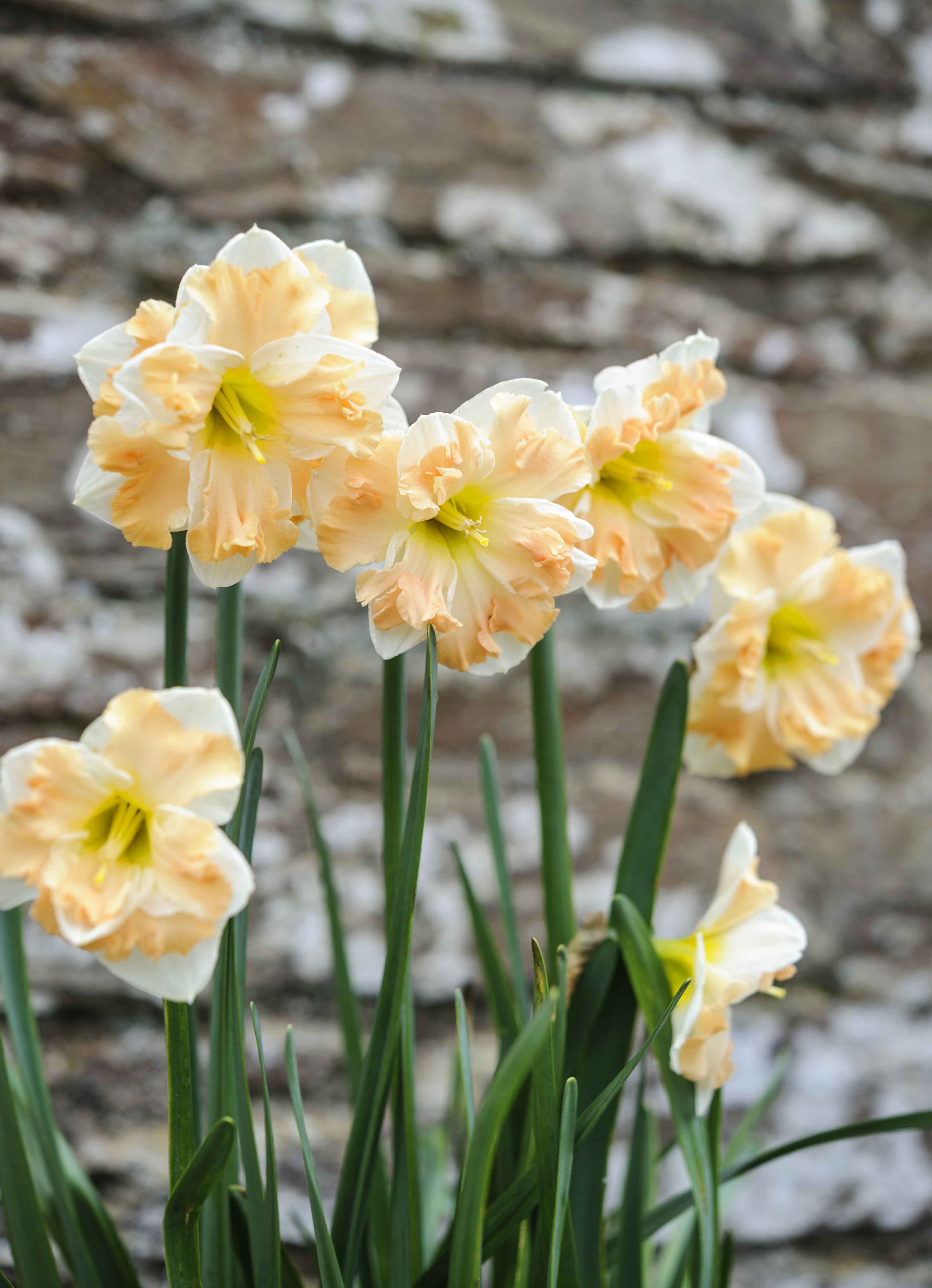 Narcissus 'Cum Laude' | Daffodils, Gardens and Plants