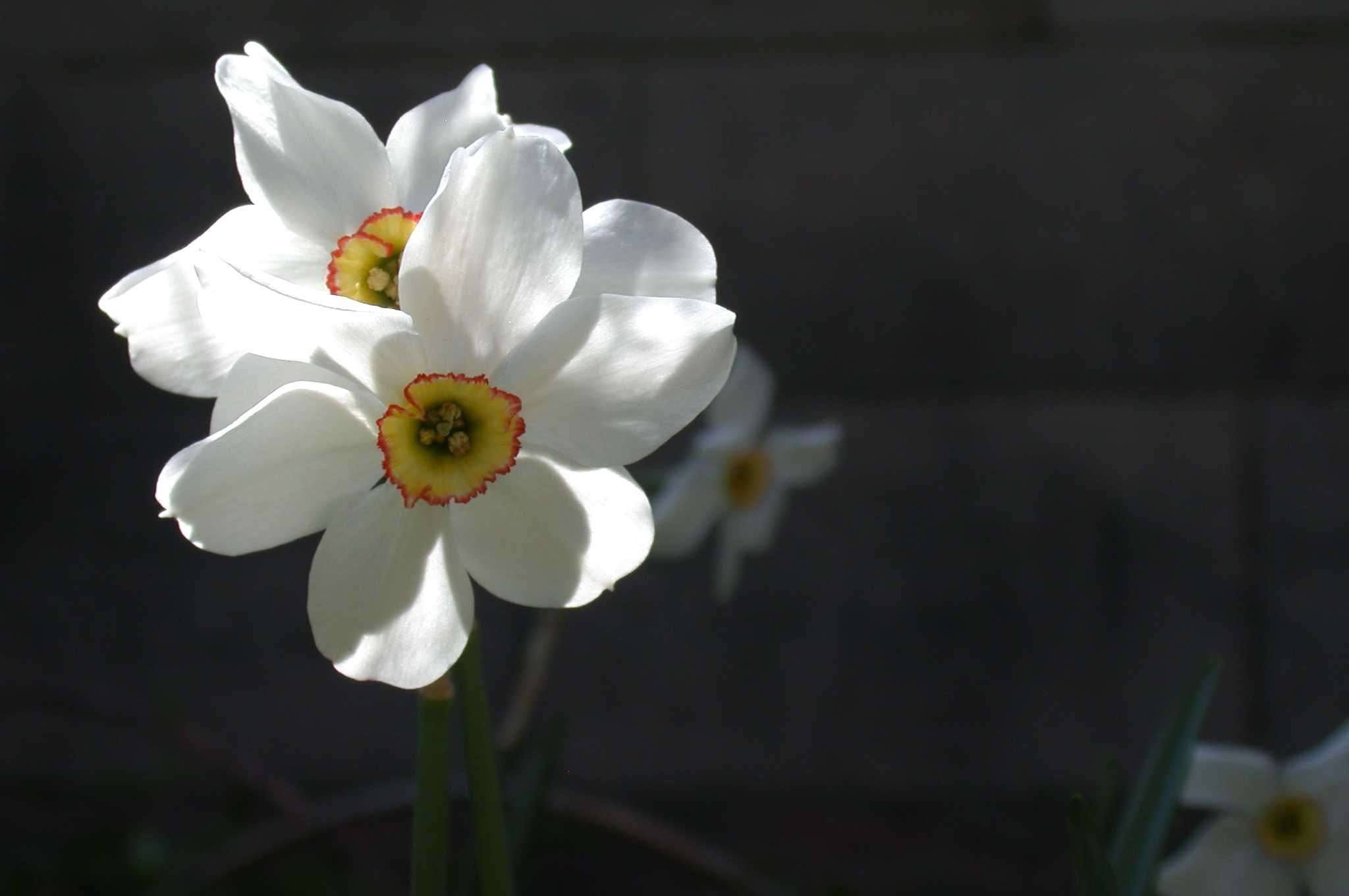 narcissus-poeticus-8-med-a-z - Classical Wisdom Weekly