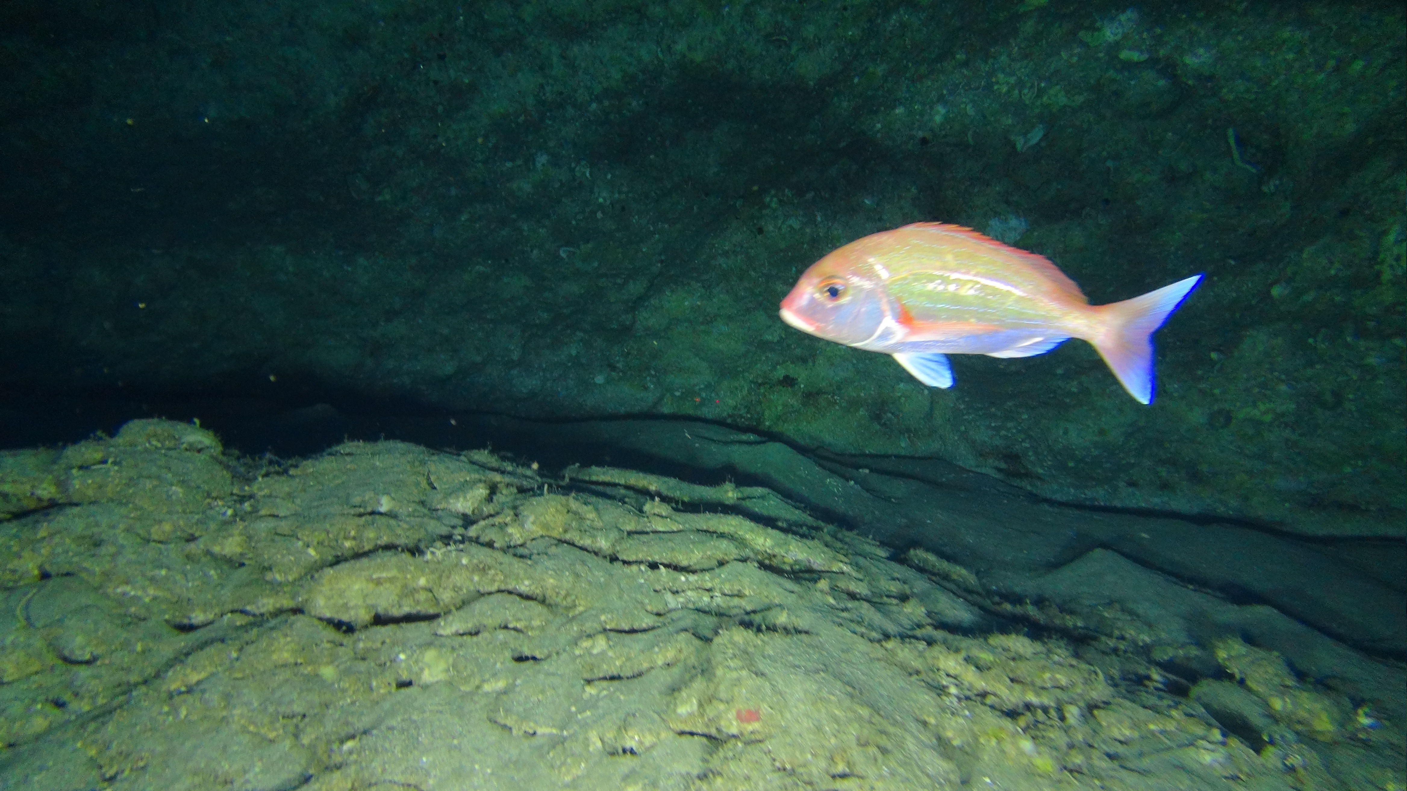 Cape stumpnose (rhabdosargus holubi) Red List | fish in South ...