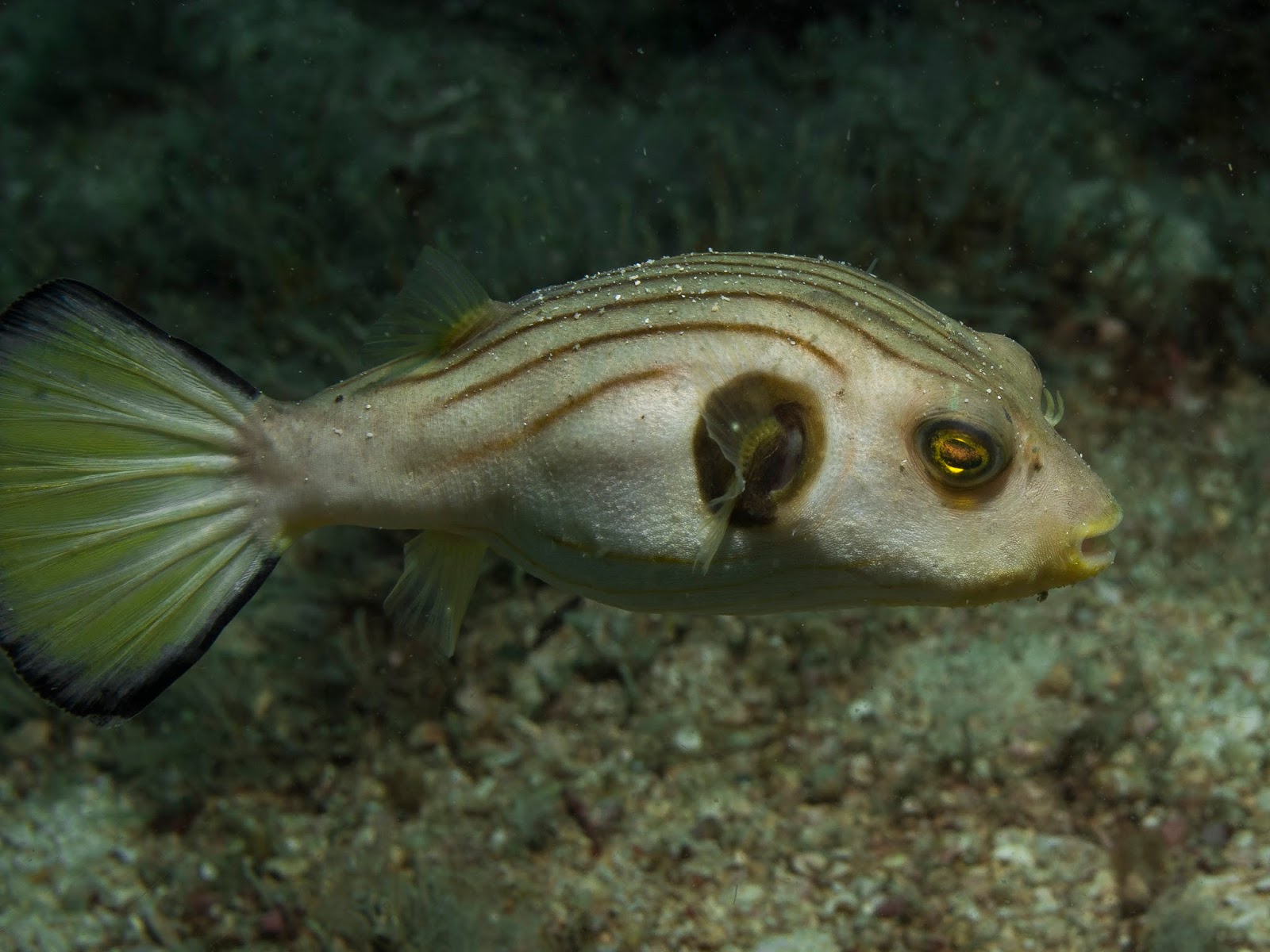 Underwater Photography Gallery: Pufferfish - Arothron (Genus) in ...