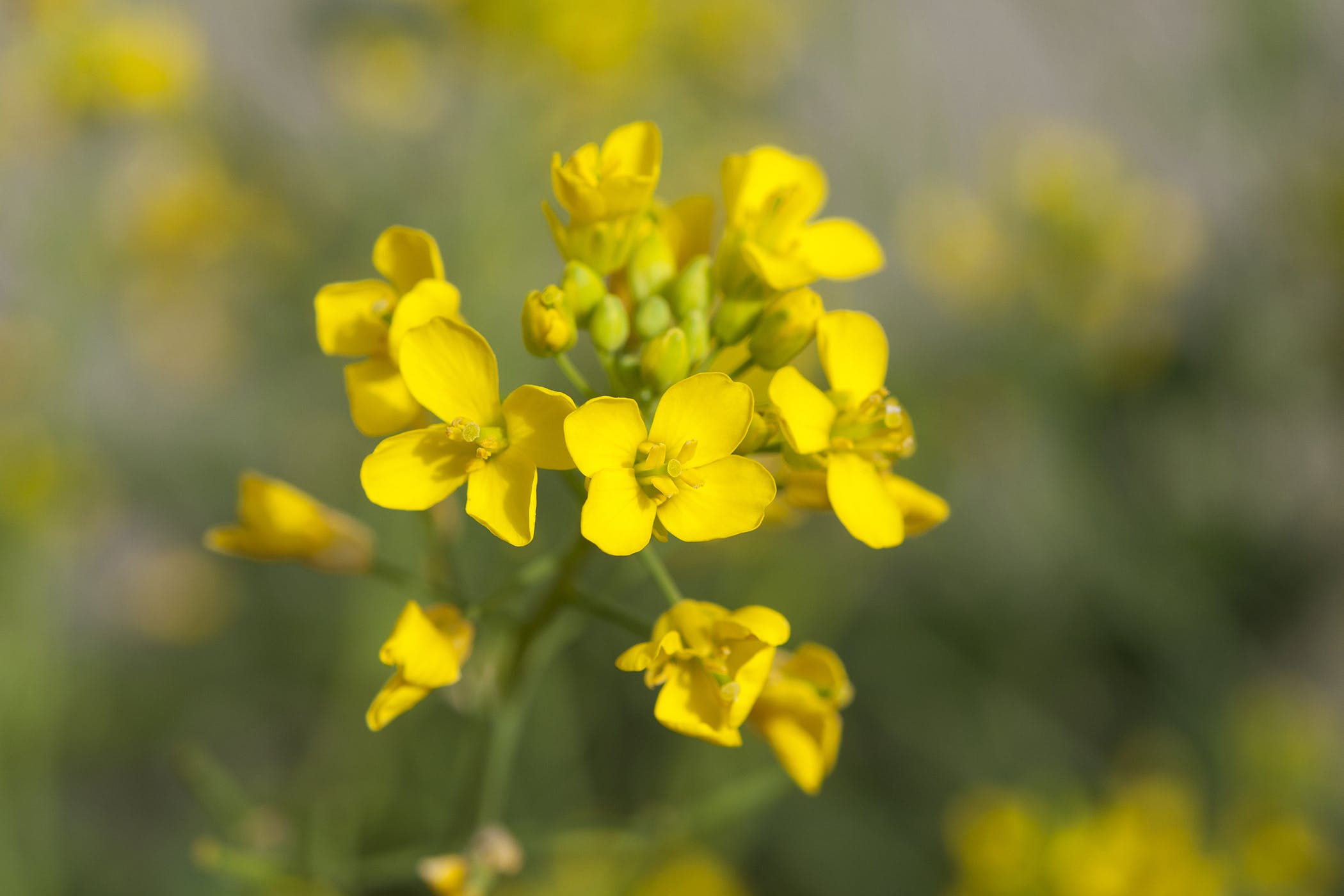 Wild Mustard Poisoning in Horses - Symptoms, Causes, Diagnosis ...