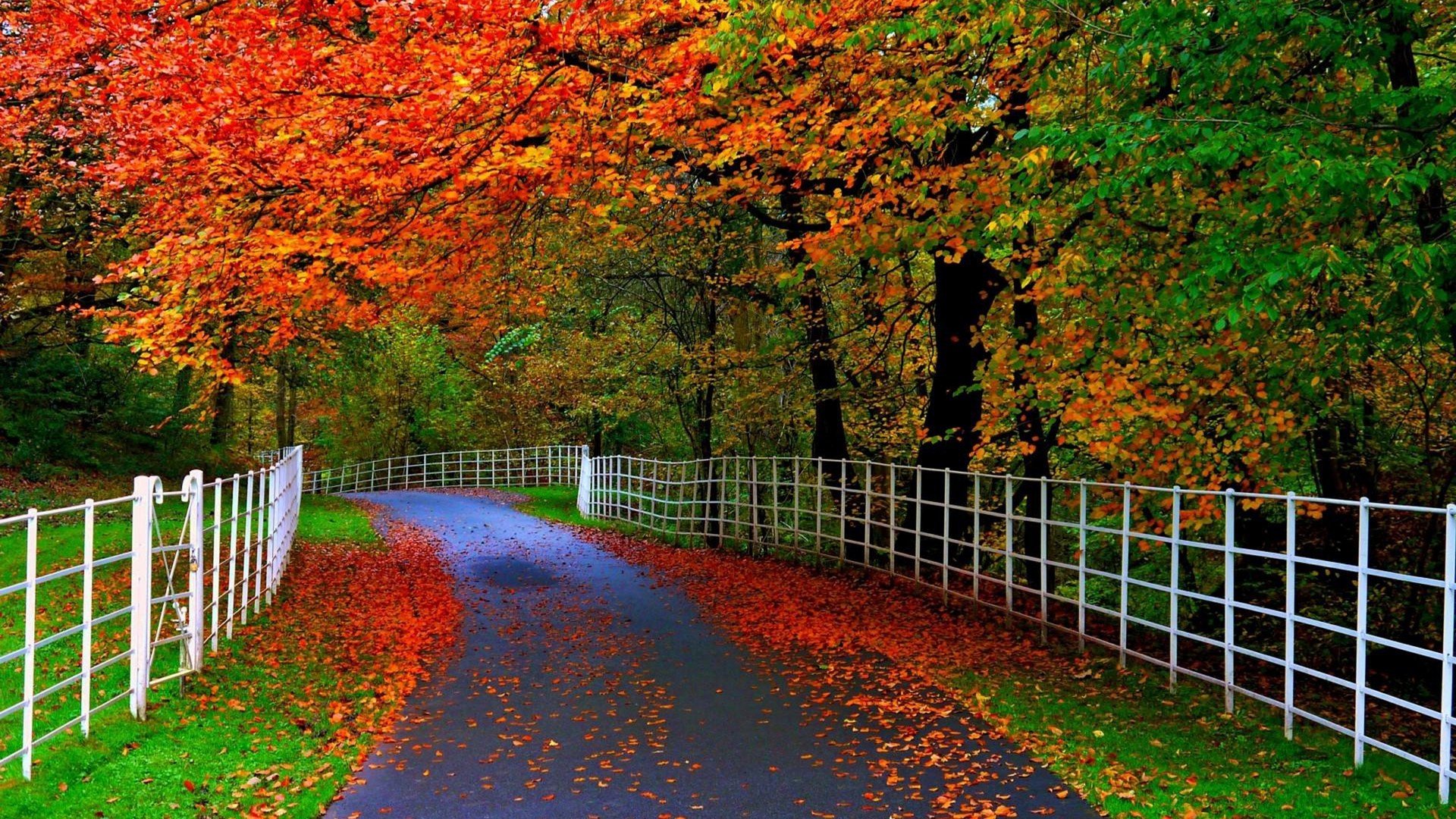Forests Parks Trees Leaves Roads Fences Natural Beauty Of Autumn ...