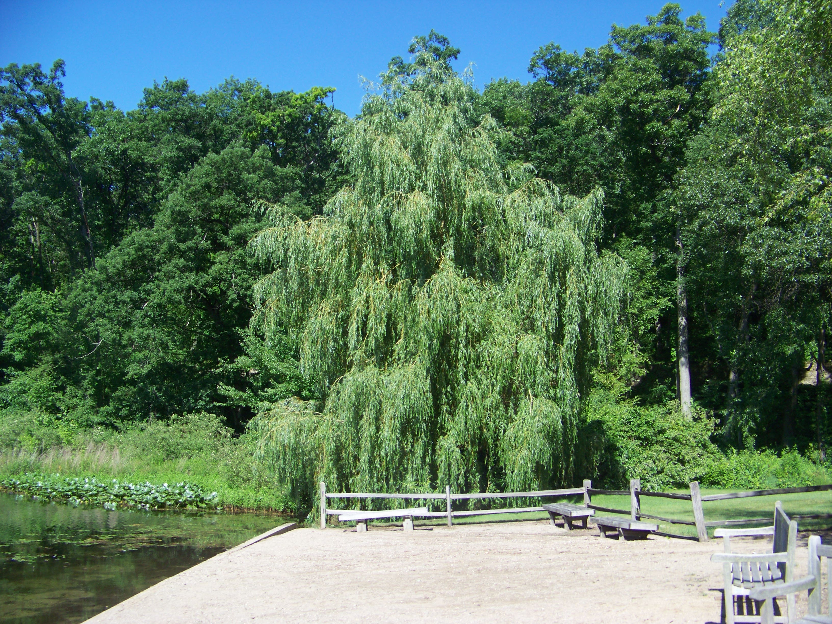 Natural beauty of hidden lake gardens photo