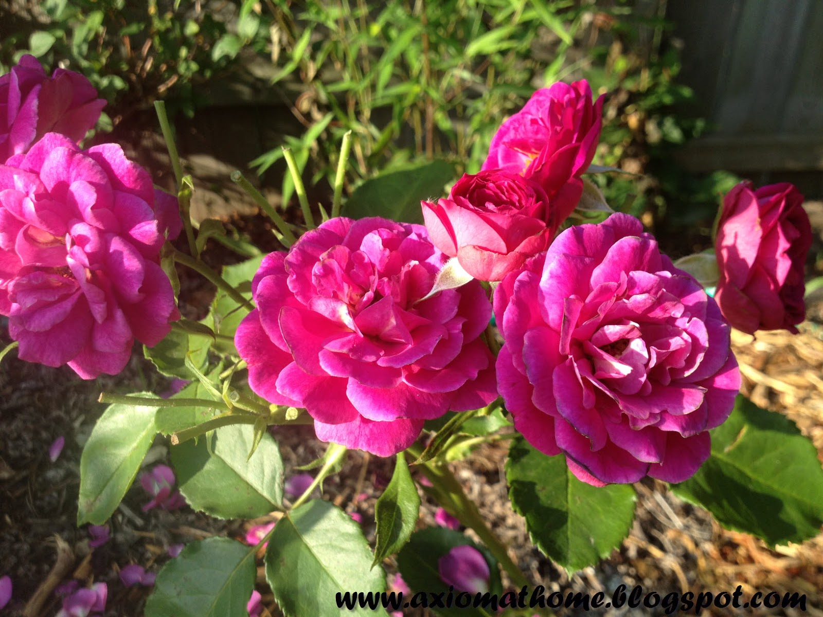 Axiom At Home: Natural Treatments for Black Spot (on Roses)