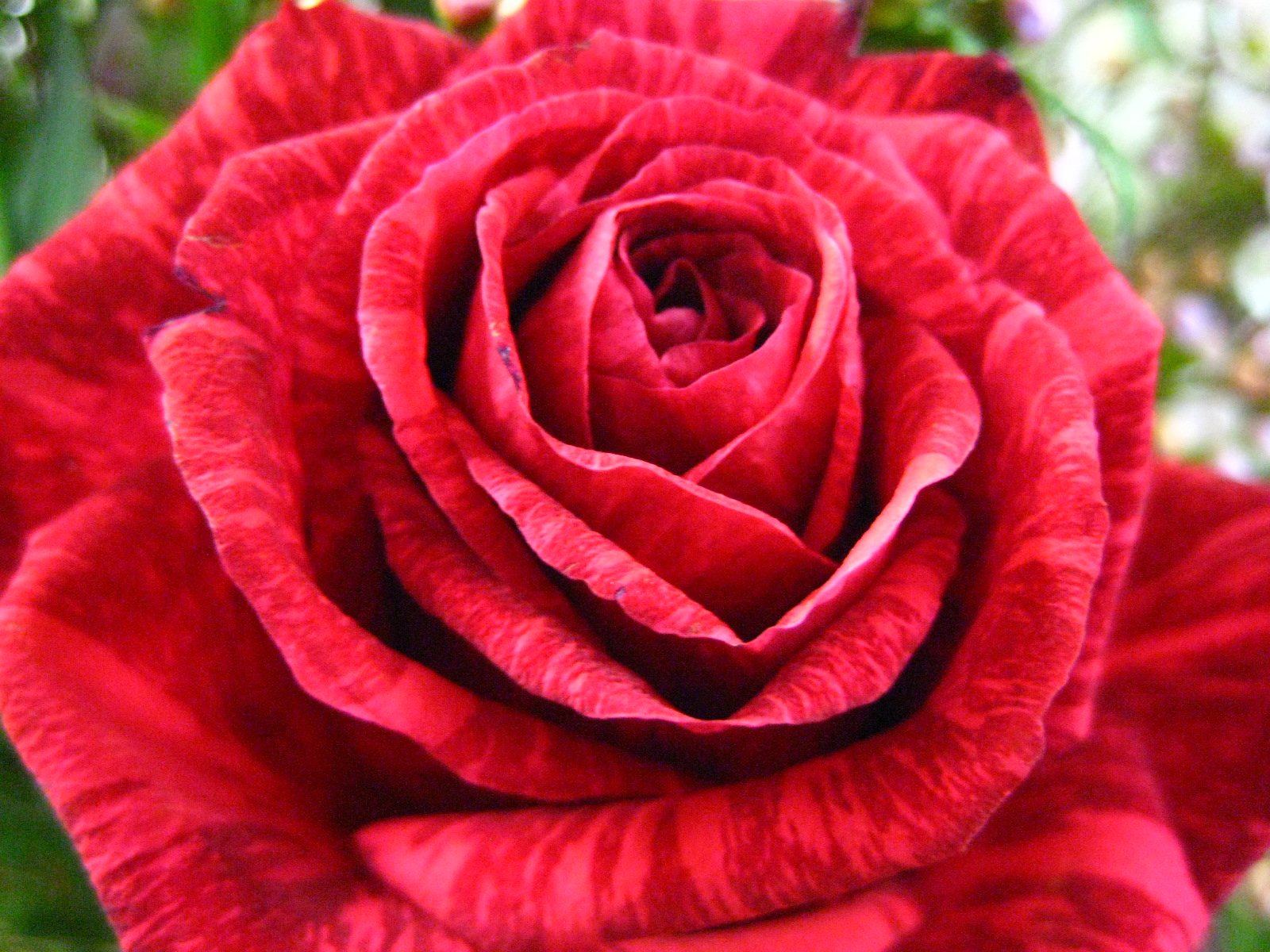 Anniversary Roses | 1001 Teal Cranes Blog