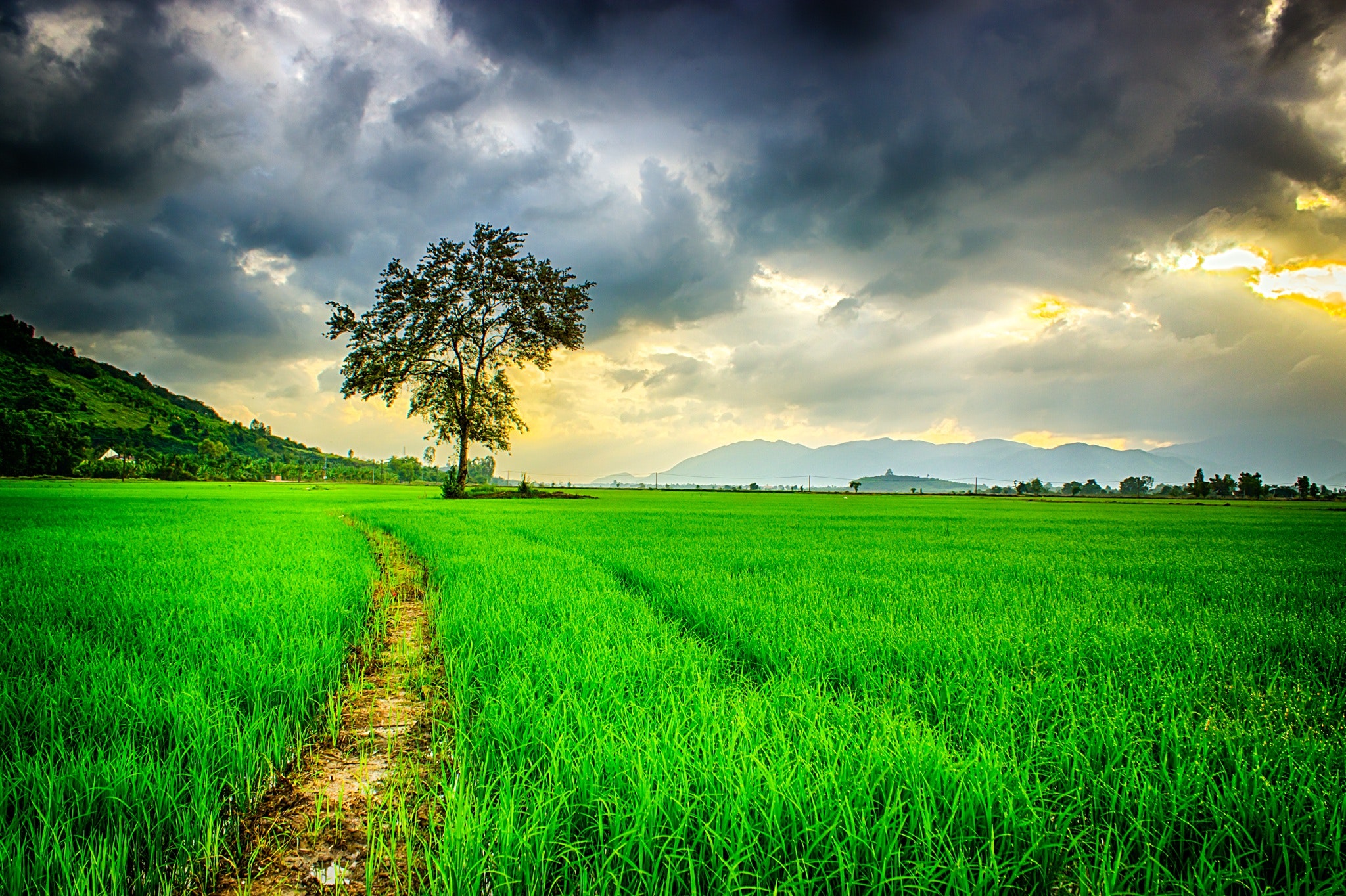 Free photo: Nature background - Green, Leaves, Light - Free Download