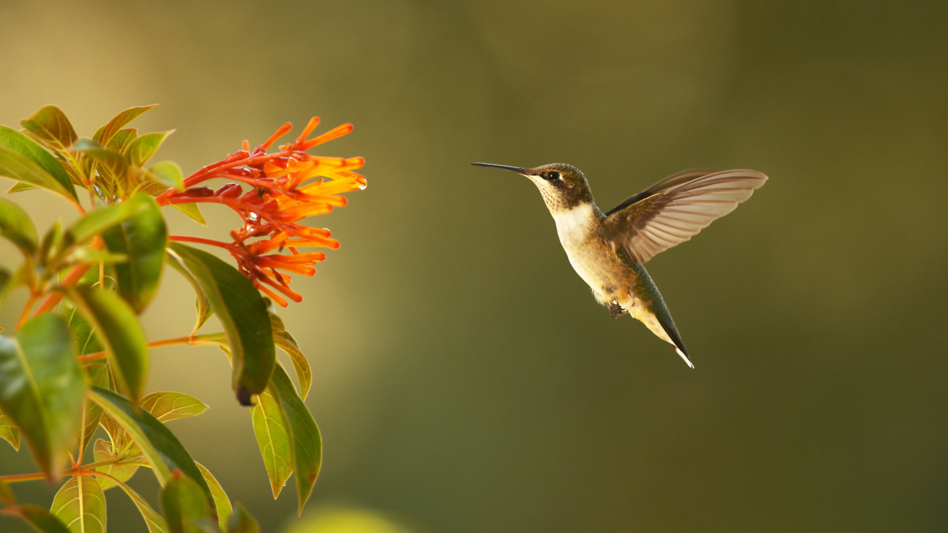 S35 E1: Super Hummingbirds | Nature | Programs | PBS SoCal