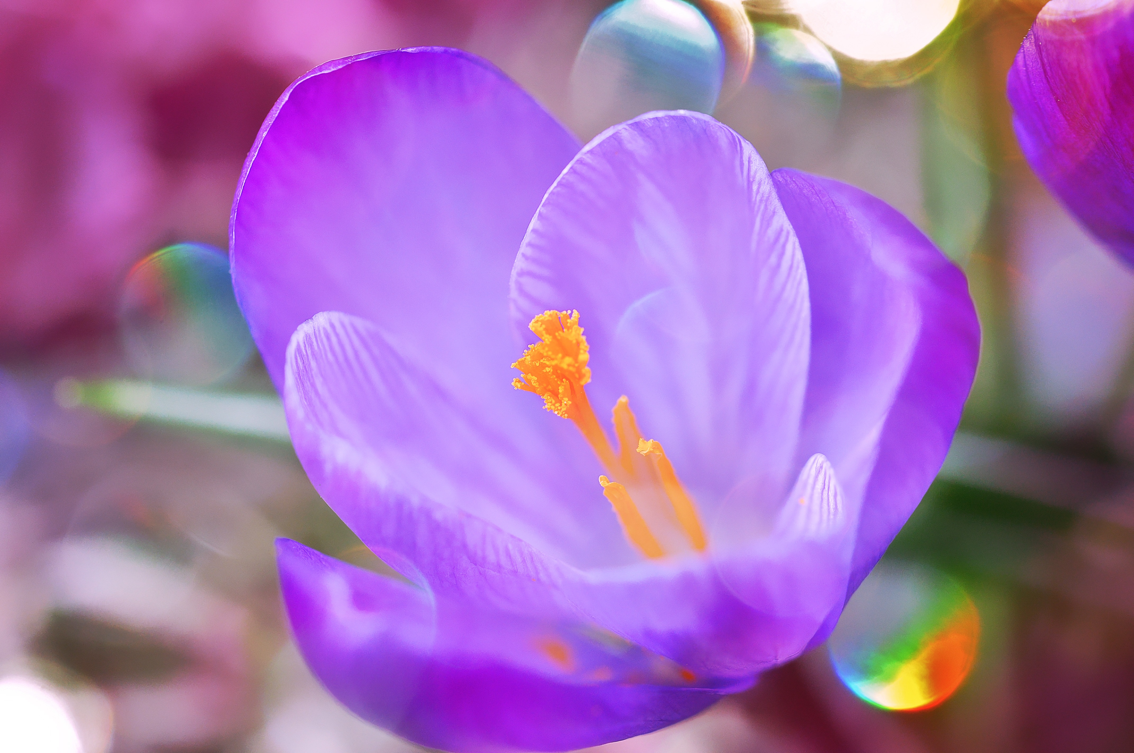 Цветущий шафран. Крокус Шафран цветок. Крокус Шафран весенний. Крокус Шафран синий. Крокус перпл.
