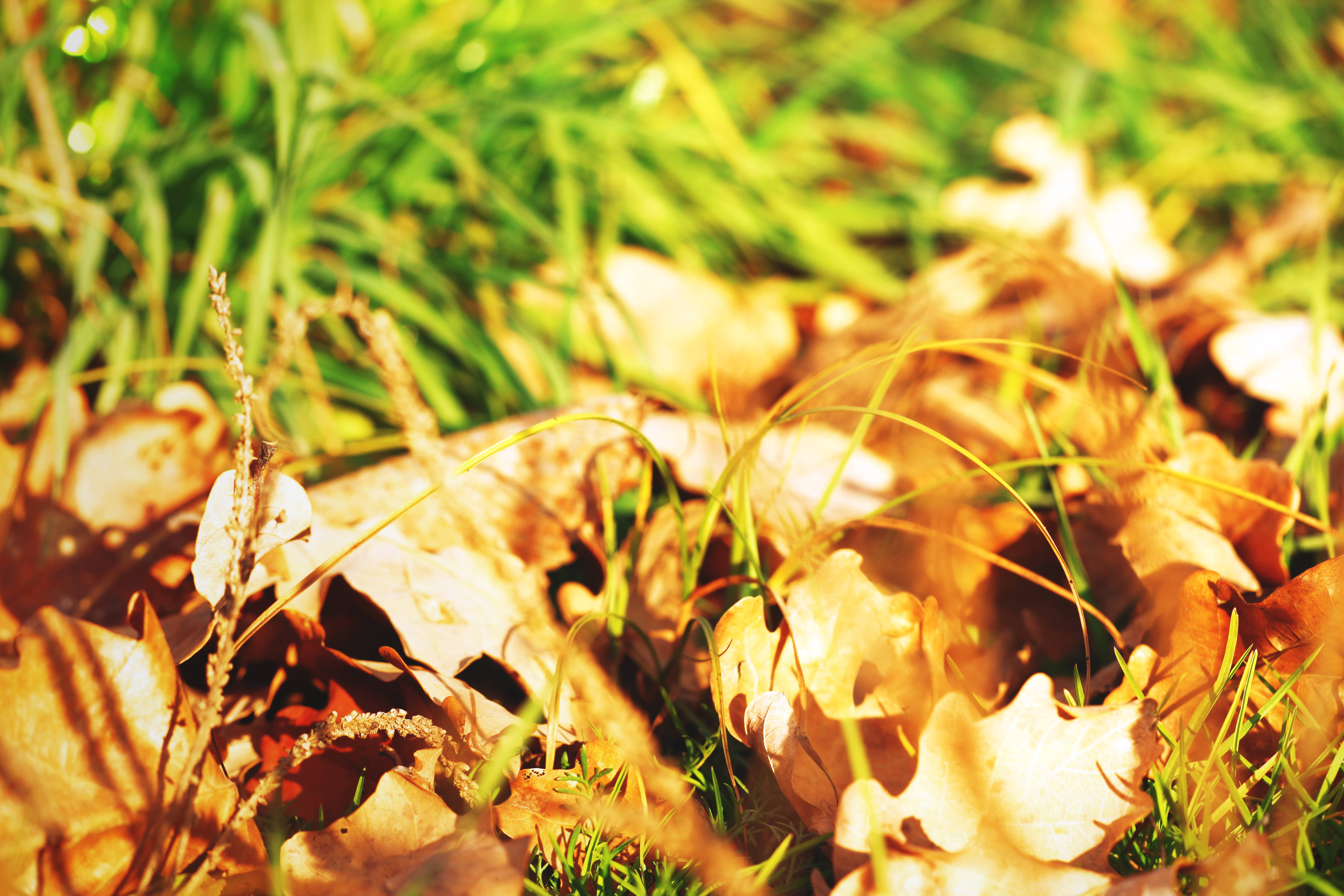 Nature background, Dry, Grass, Green, Leaves, HQ Photo