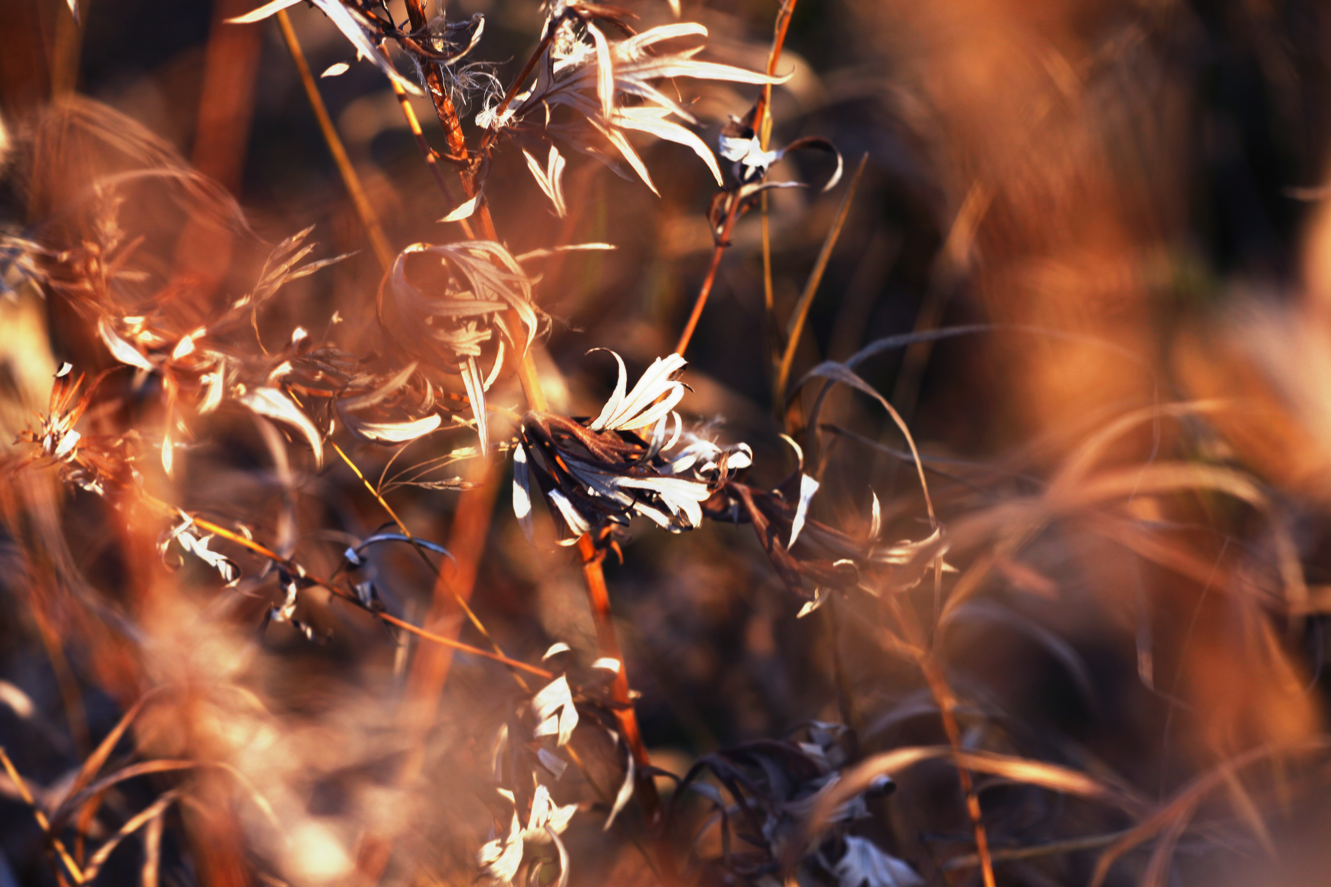 Nature background, Abstract, Focus, Grass, Nature, HQ Photo