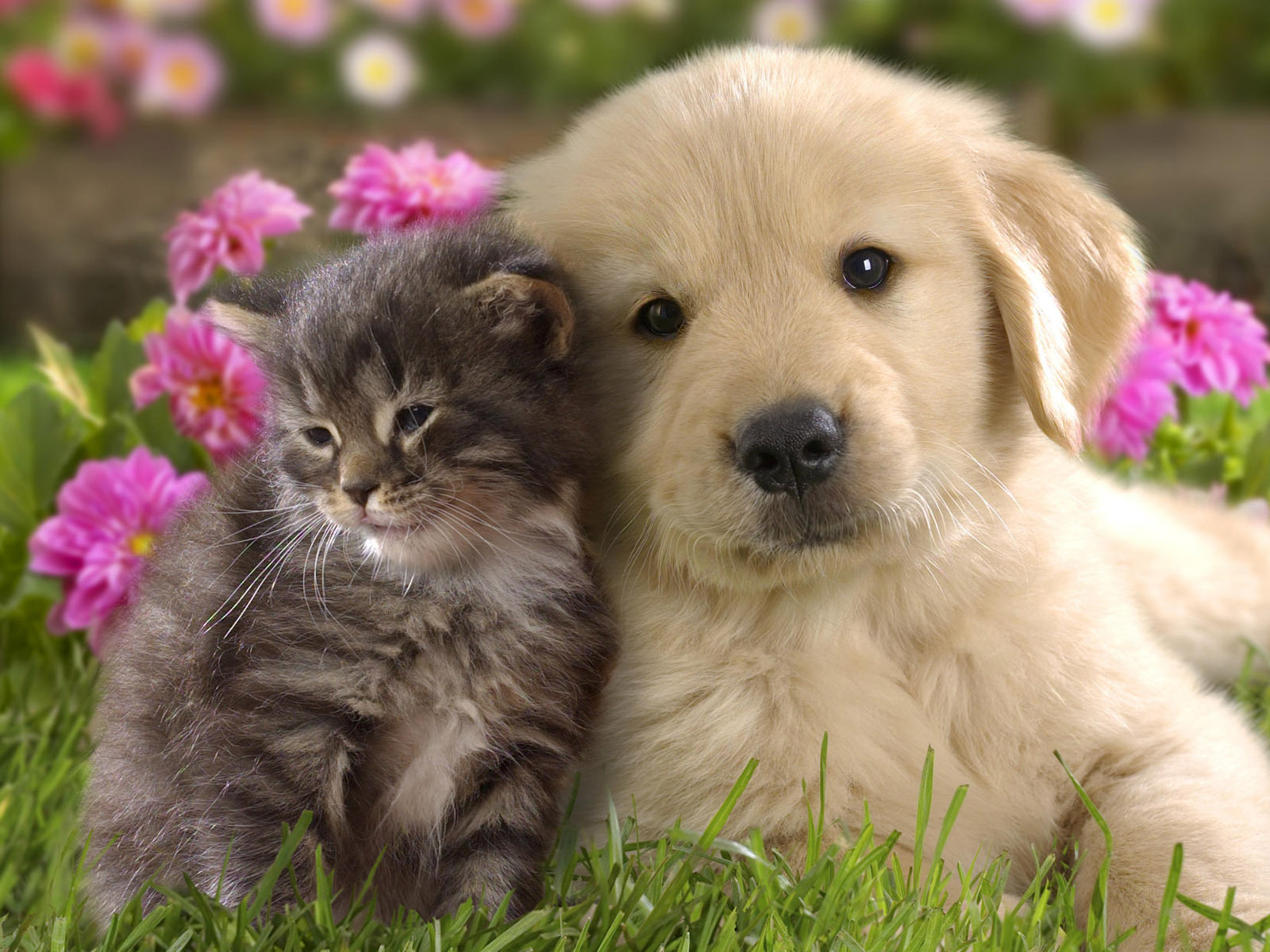 Cute Cat and Dog Friendship HD Wallpaper | HD Nature Wallpapers
