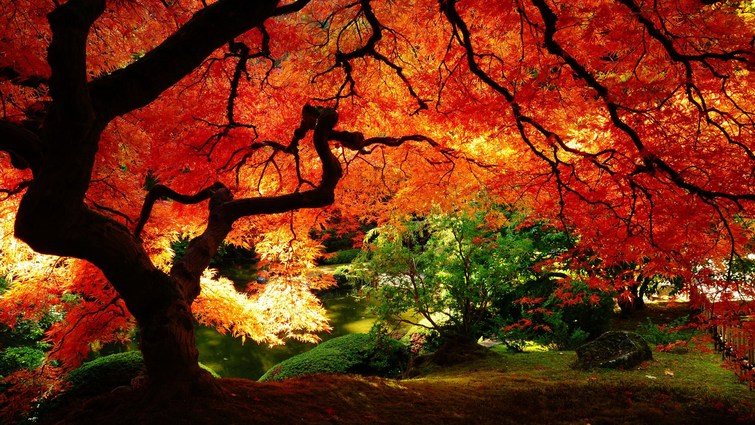 Autumn Wallpaper, HD, Nature Wallpaper, Photography, maple in autumn ...