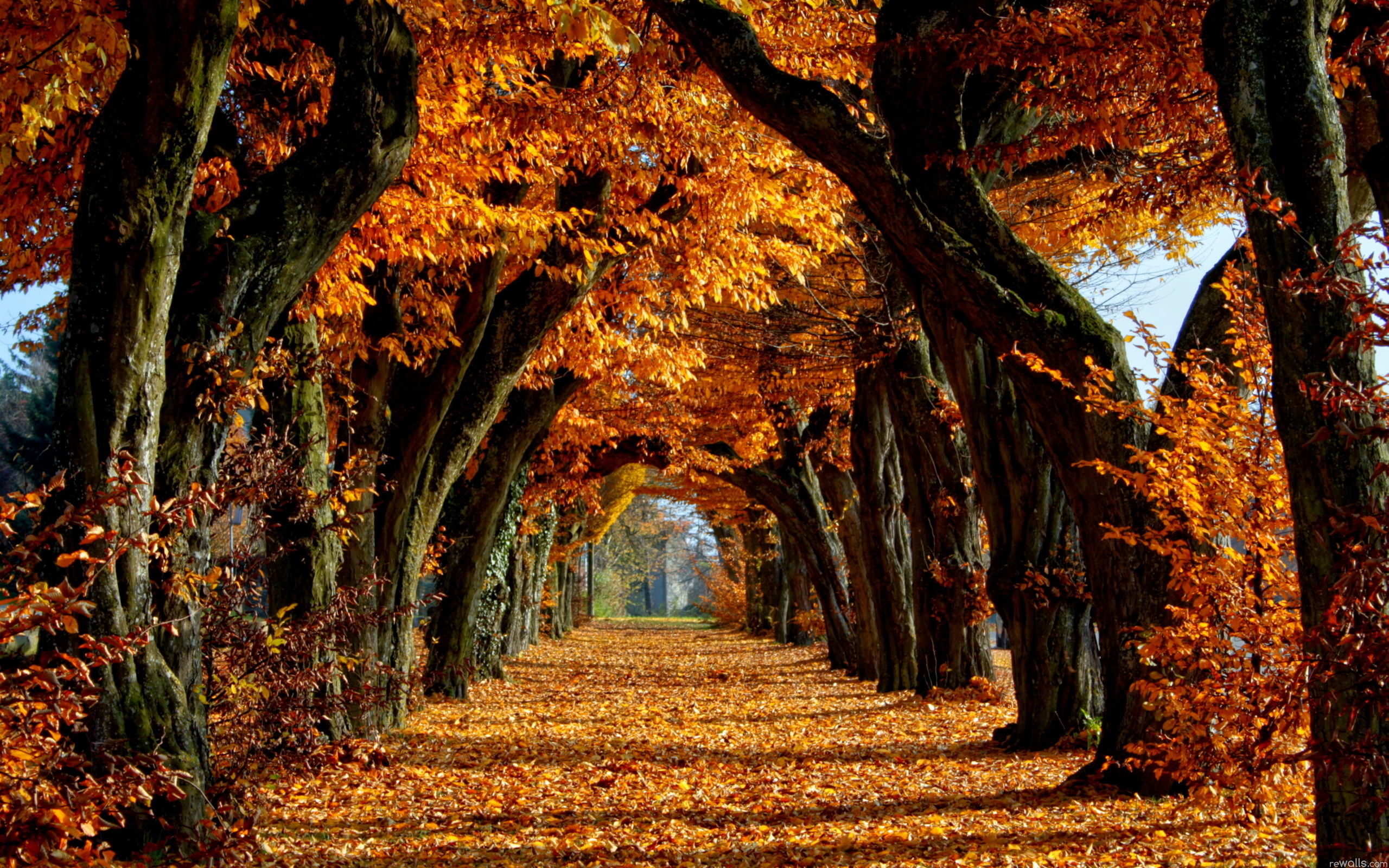 New Fall Autumn Trees Leaves Nature Wallpaper - Michael Hetherington
