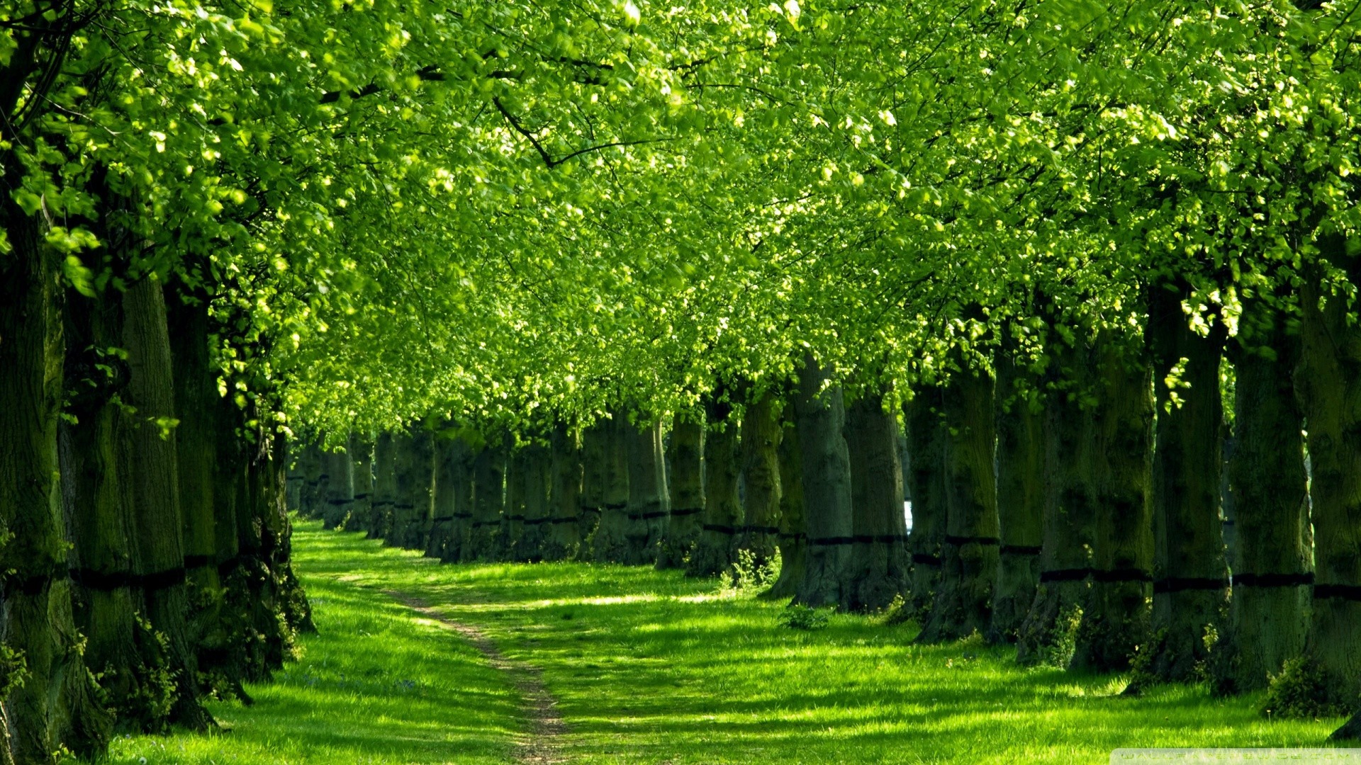 Green Nature Wallpaper - BDFjade