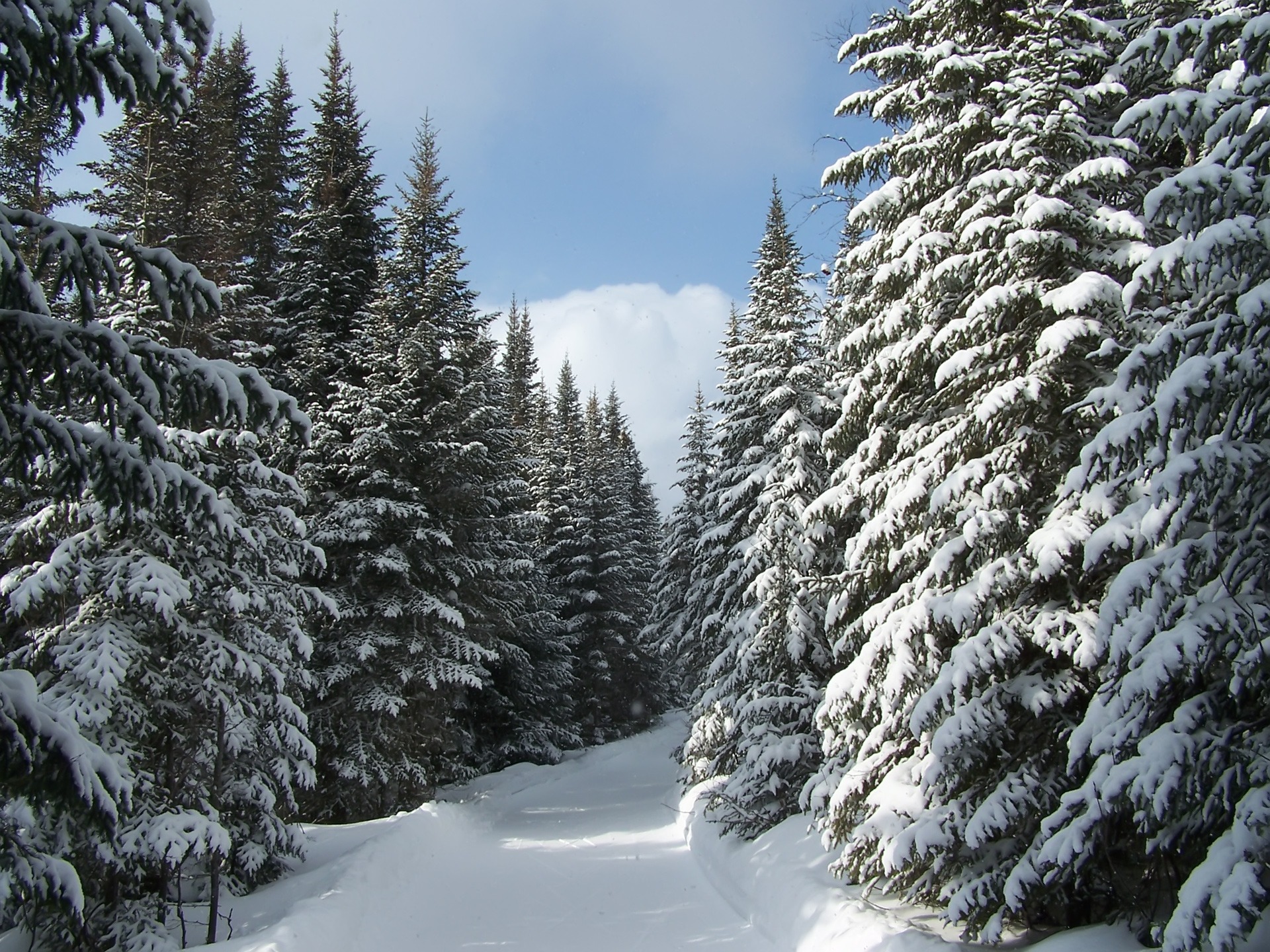 Winter forest. Зимний лес. Зимой в лесу. Еловый лес зимой. Снежный лес.