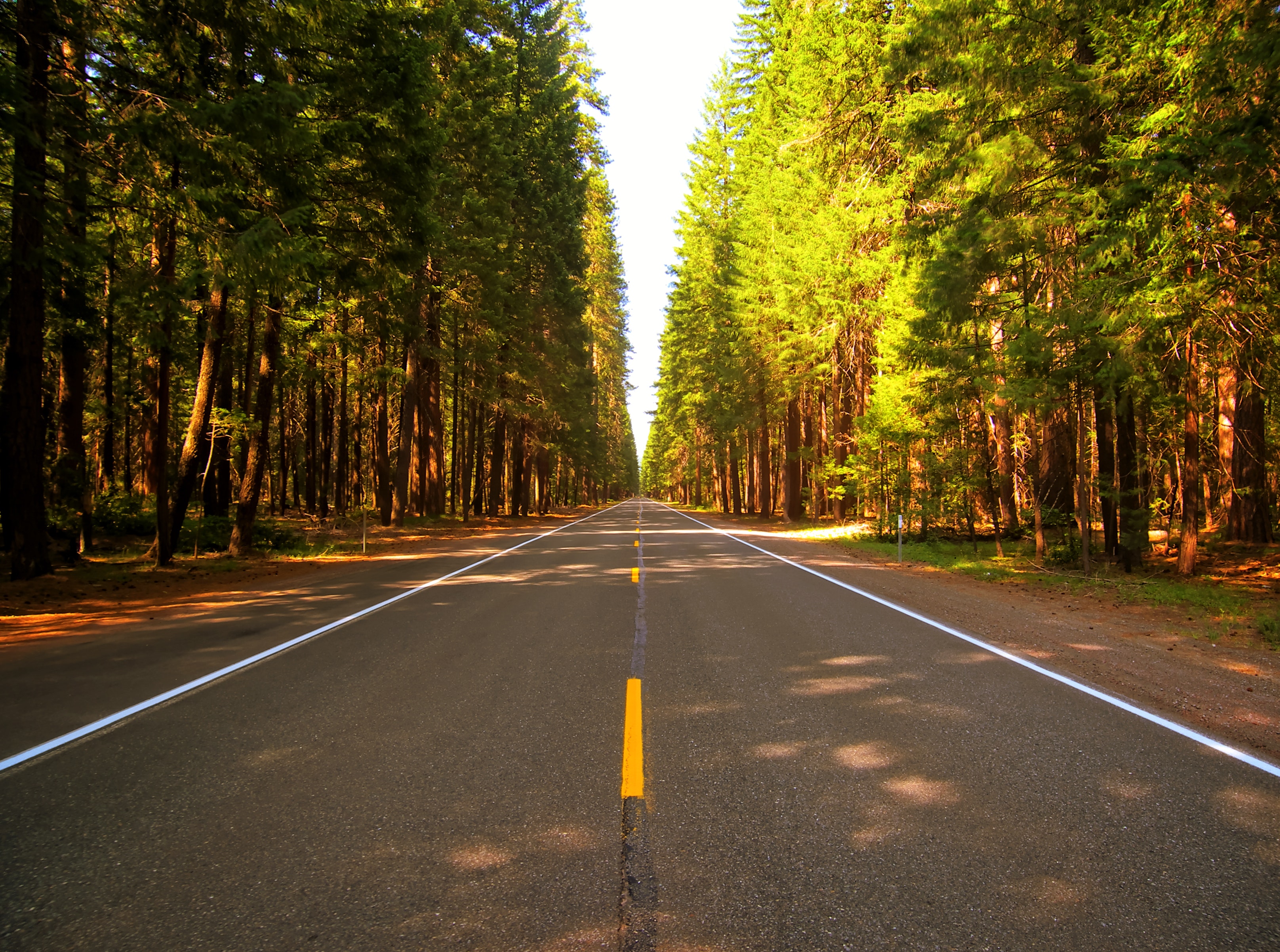 Free stock photo of forest, nature, road