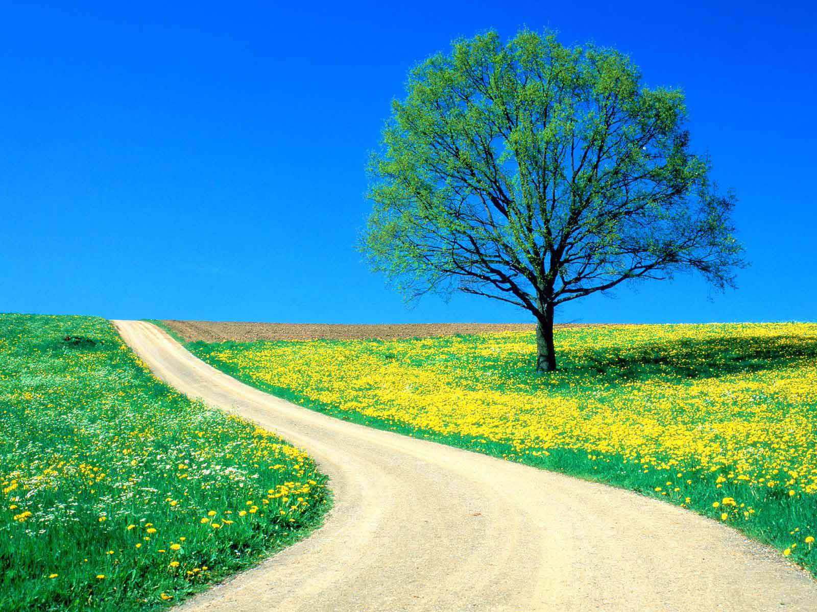 Simple Spring Nature Scene Free PPT Backgrounds for your PowerPoint ...