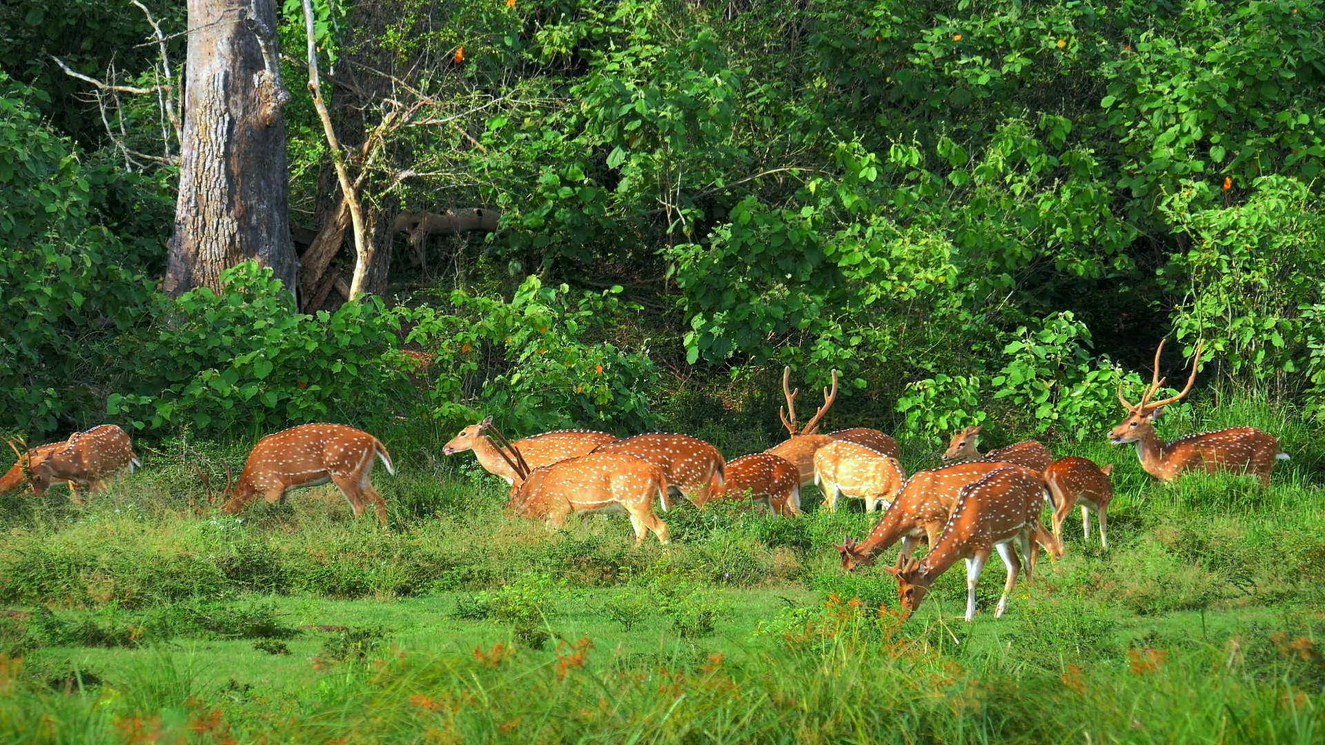 Wildlife nature scene in protected forest sanctuary of Sri Lanka ...