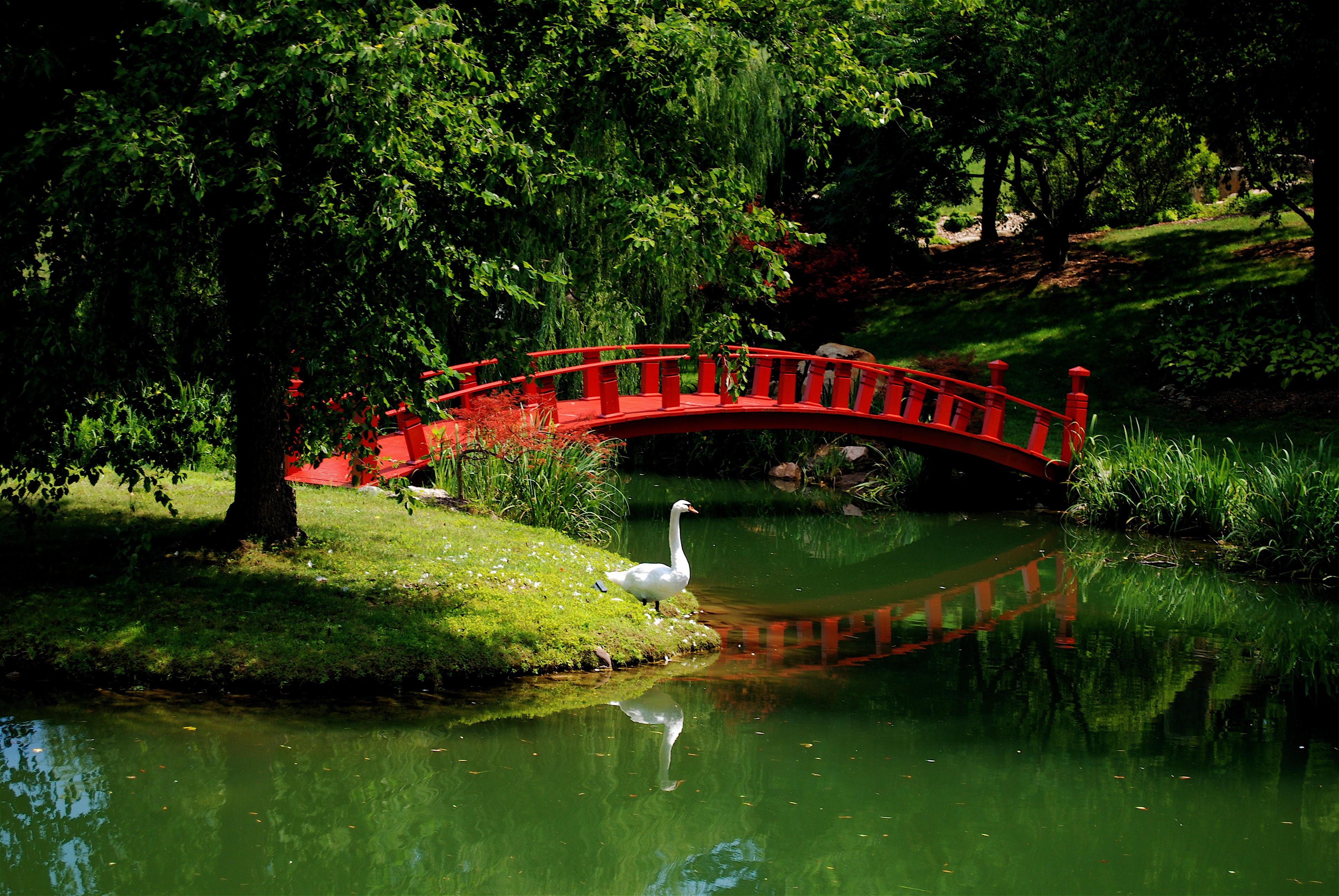 Nature: River Mood Asian Swan Bridge Garden Photo Of Nature Scene ...