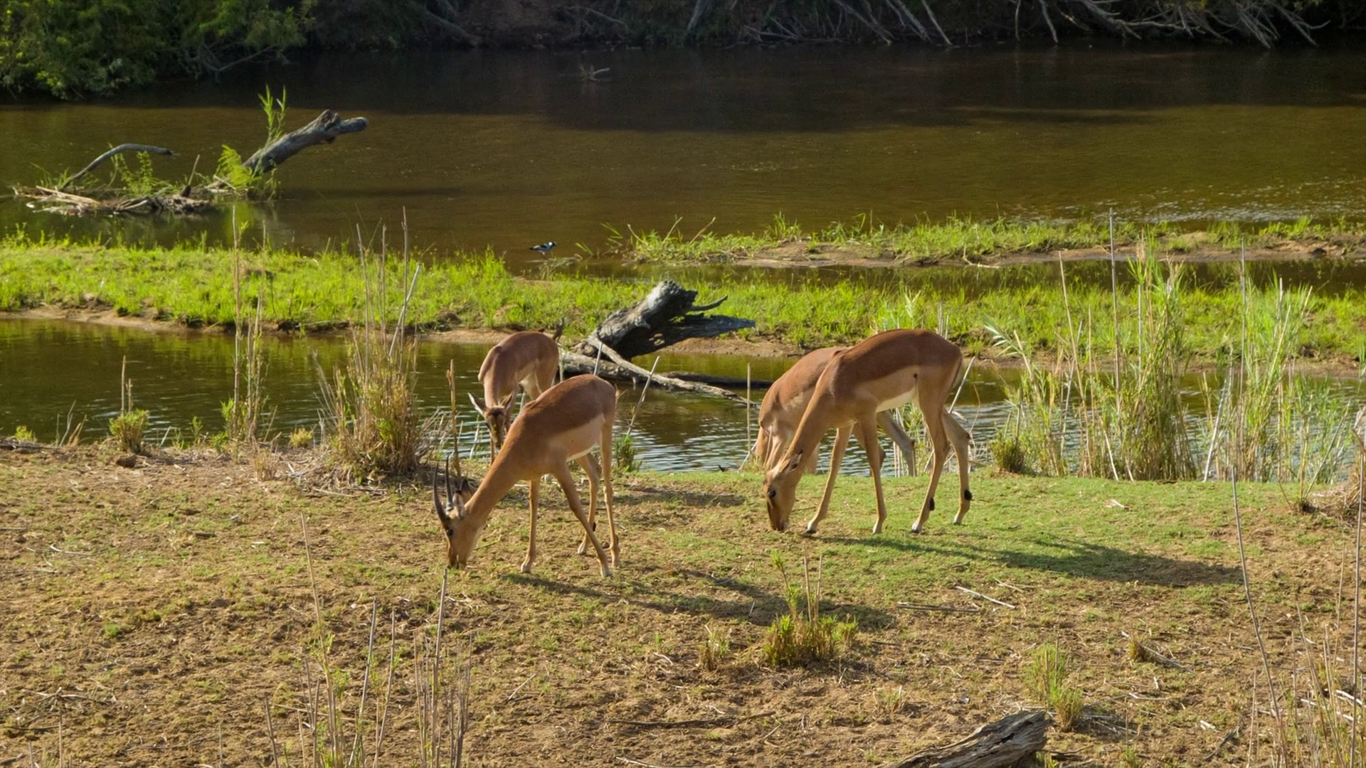 Vibrant Impala at Riverside African Nature Scene with the Antelope ...
