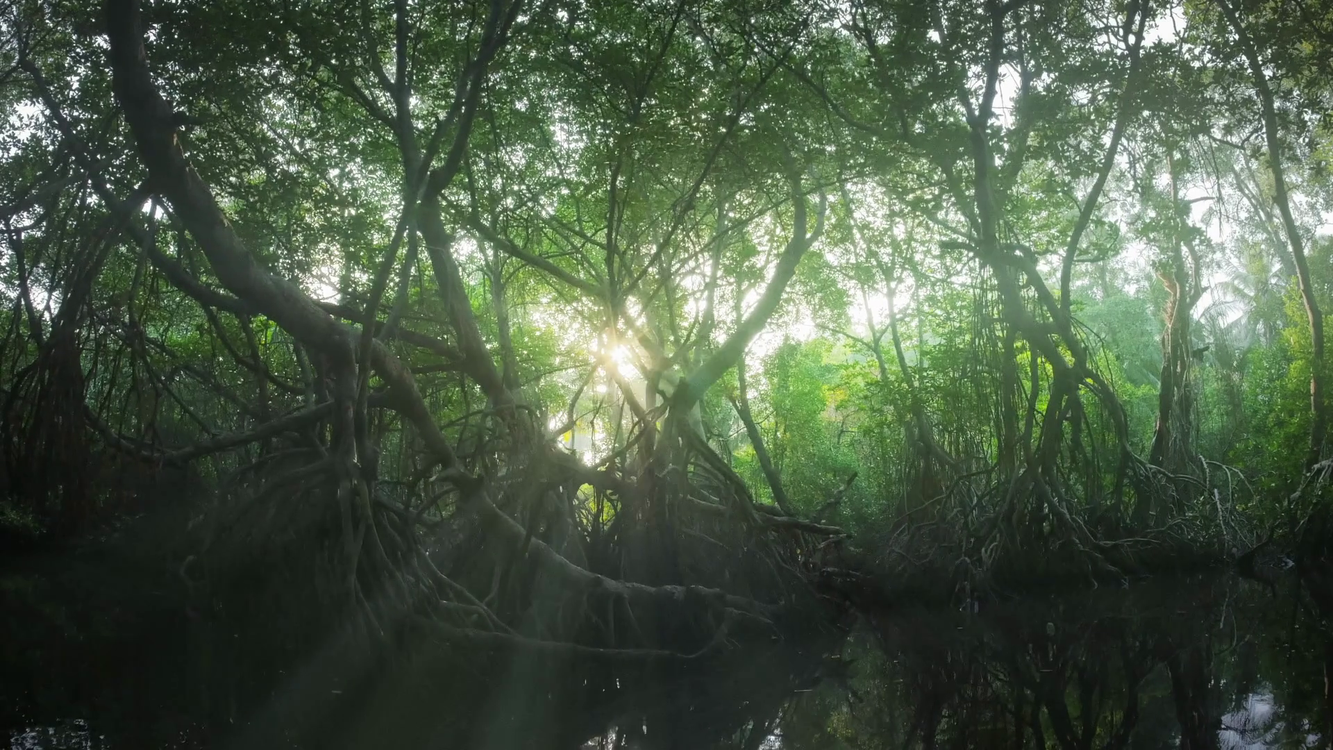 Fantastic and picturesque nature scene of mangrove forest with ...