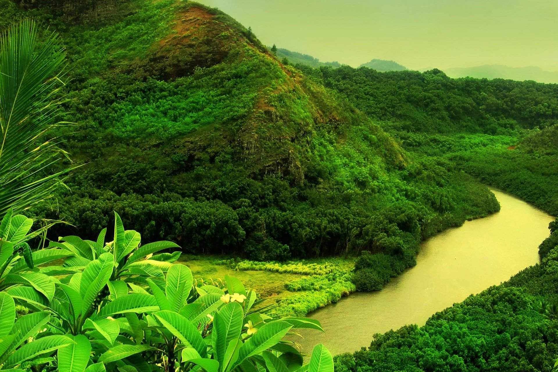 Beautiful Greenery of Real Nature Scene Wallpaper Free Download
