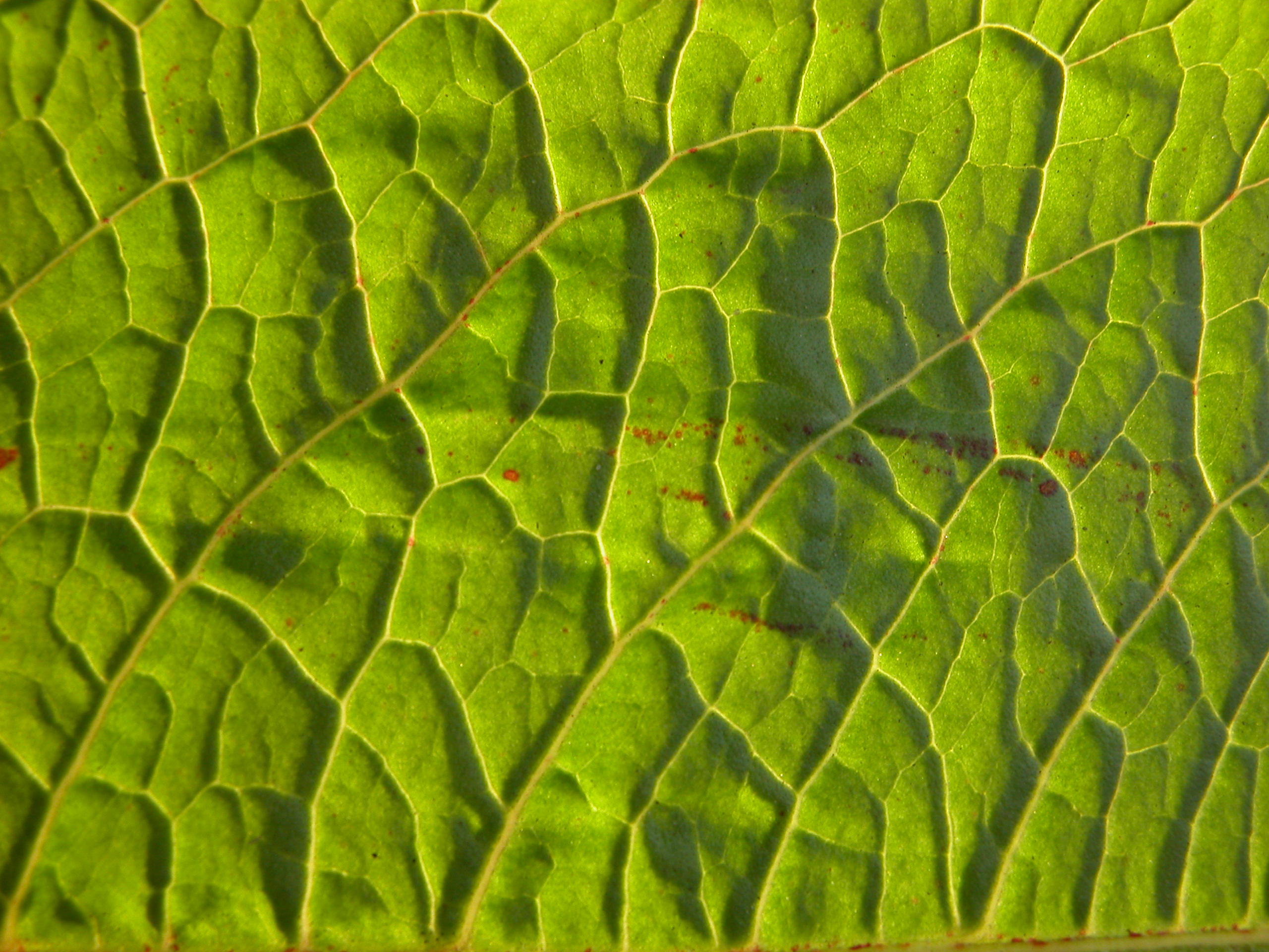 Image*After : textures : nature texture vein veins leaf green