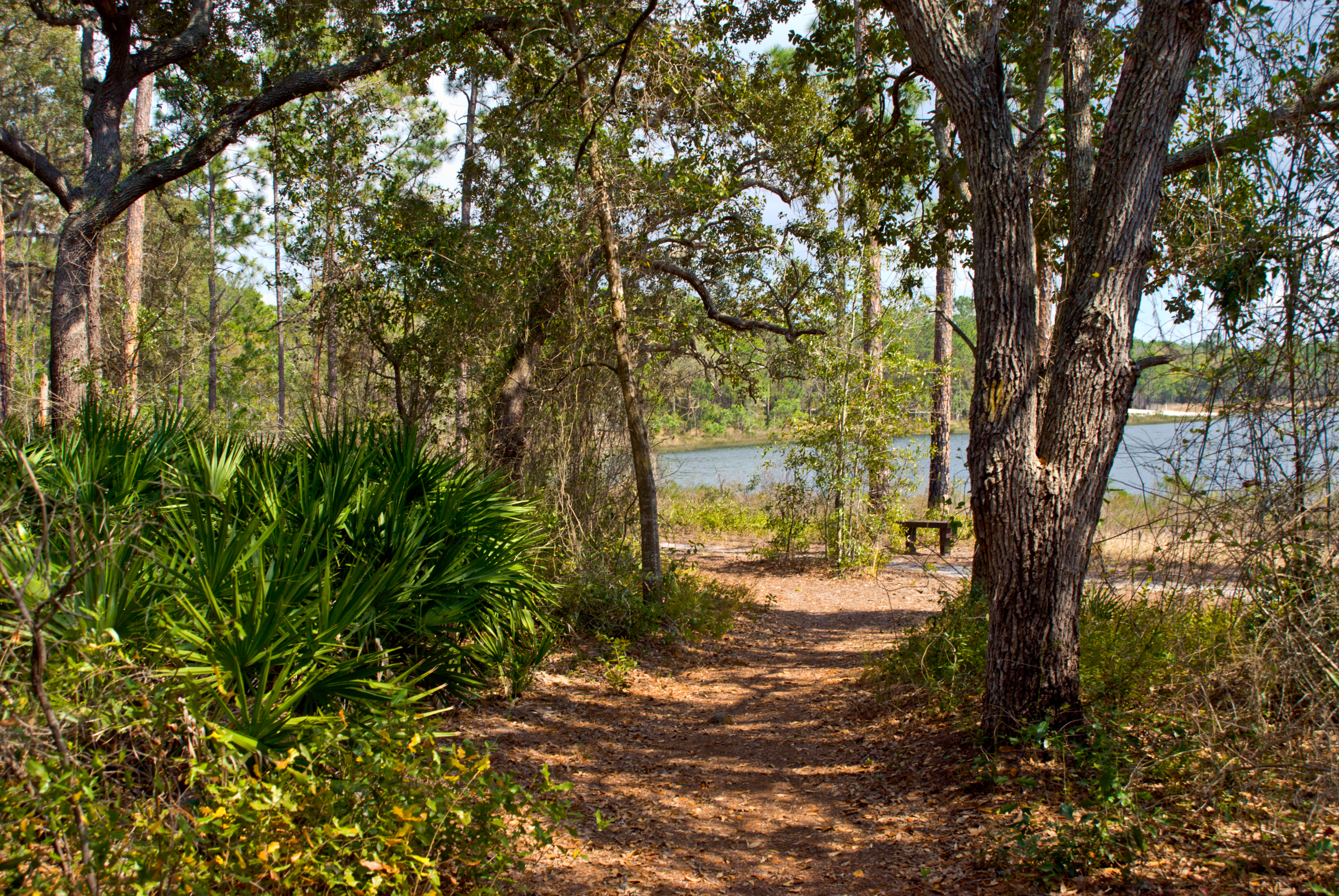 Ocala National Forest - Clearwater Lake Nature Trail