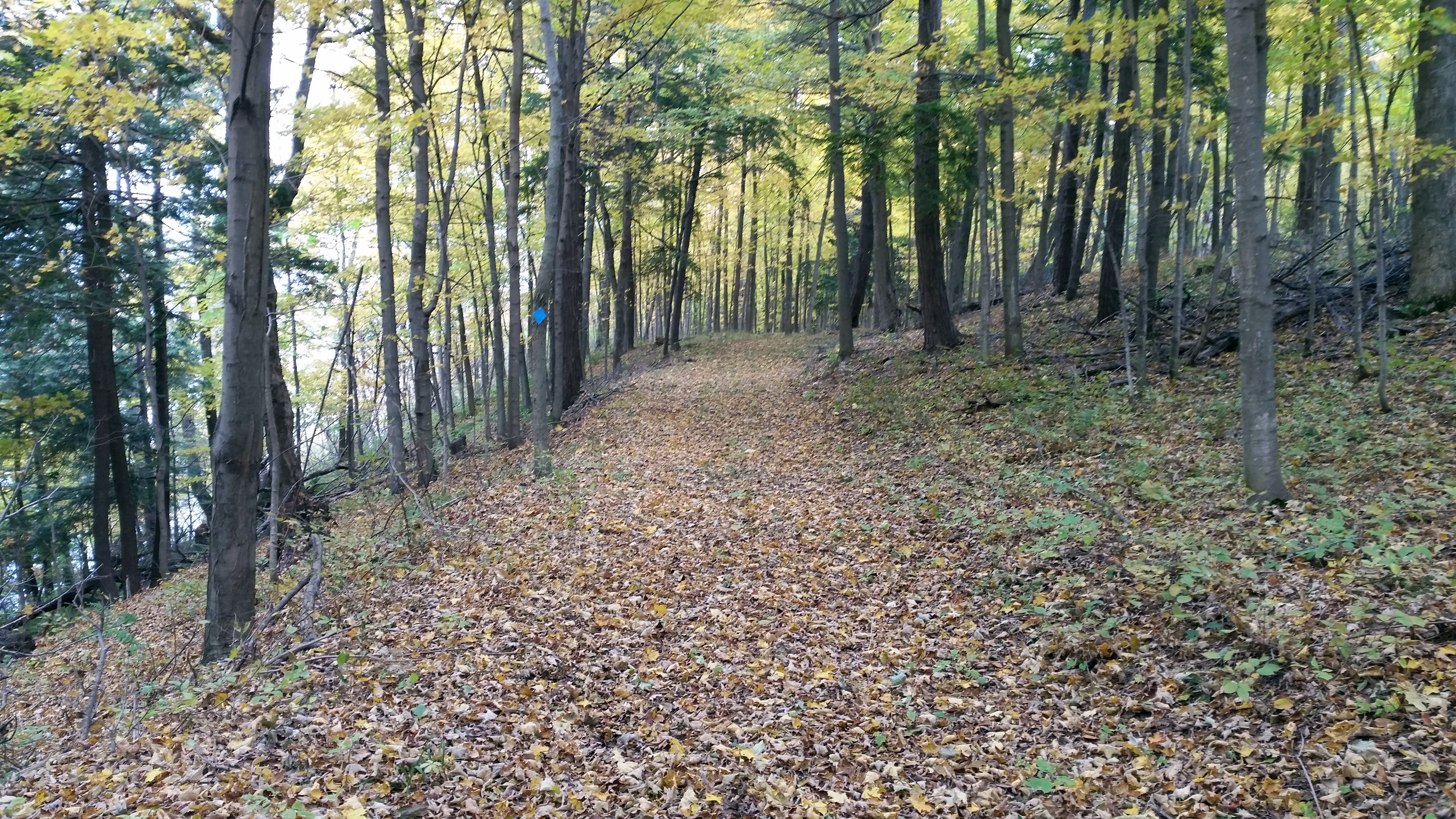 Foster-Blake Woods Nature Trail – NNY Trails