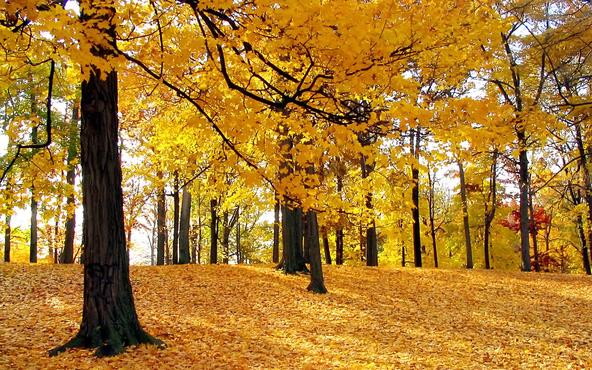 Autumn Trees Wallpaper Autumn Nature Wallpapers in jpg format for ...
