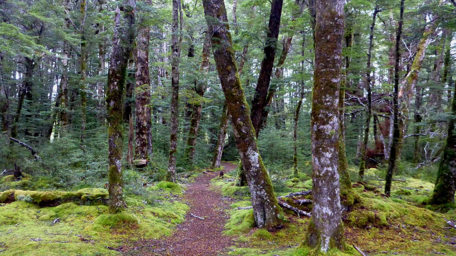 Borland Nature Walk: Walking and tramping in Fiordland National Park ...