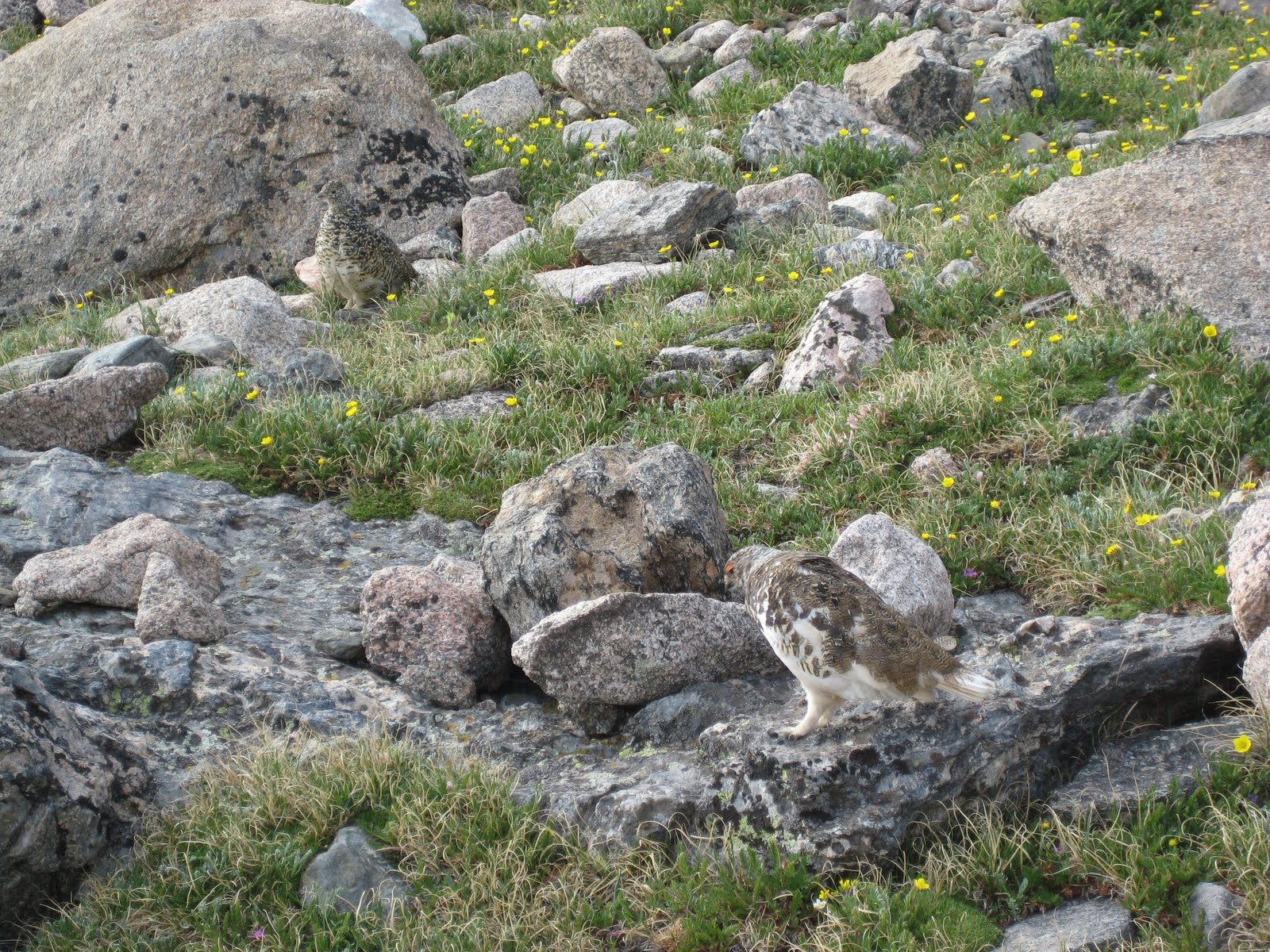 Nature's camouflage - can you find the Ptarmigan? | Leave No Trace