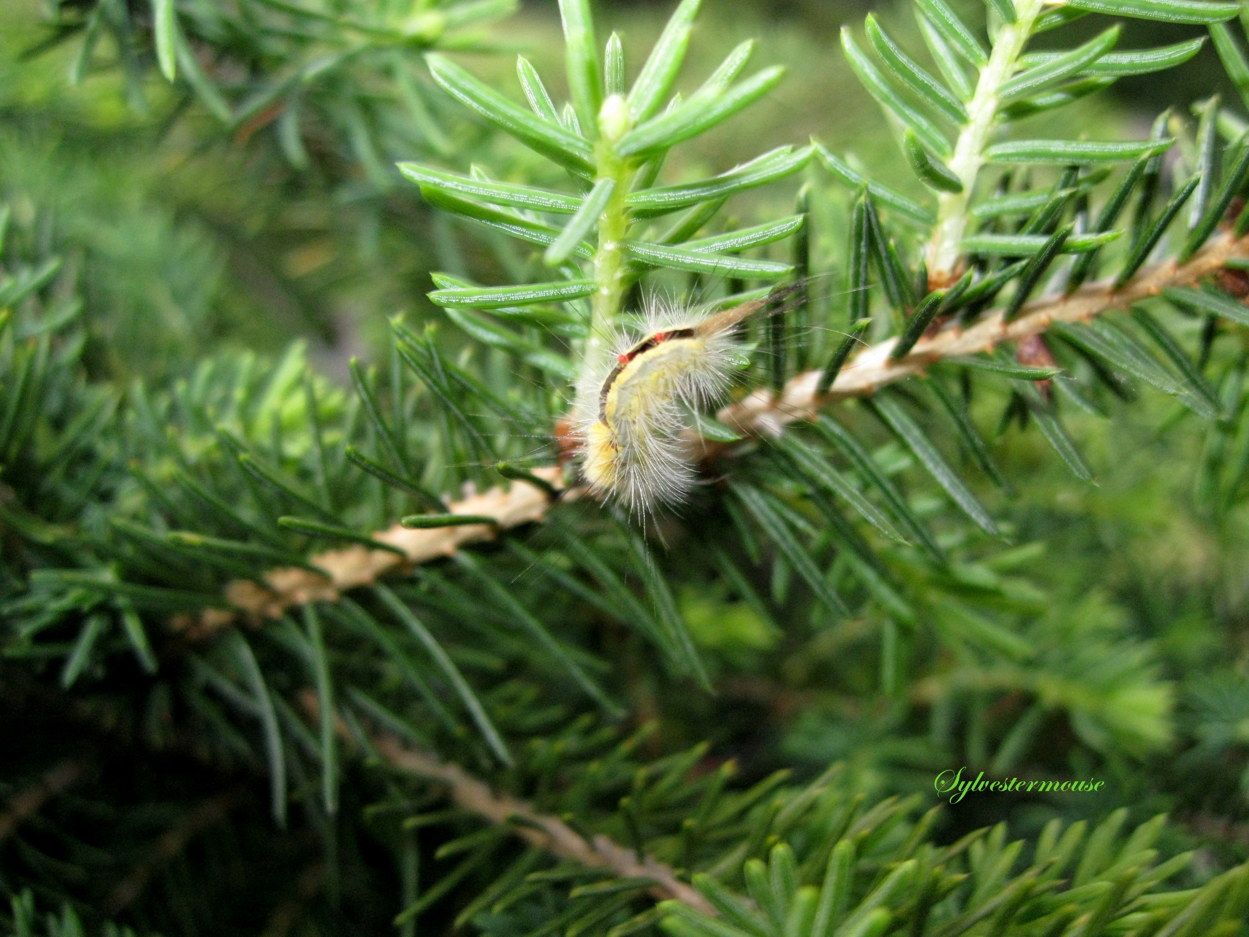 Caterpillar Photo: Nature's Camouflage - Photography by Sylvestermouse