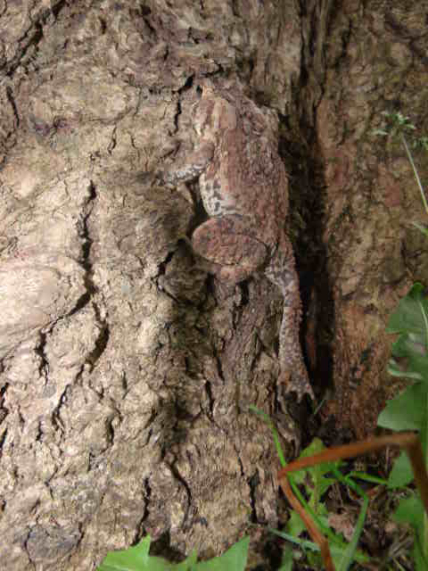 Nature's Camouflage, Bark, Camouflage, Frog, Hide, HQ Photo