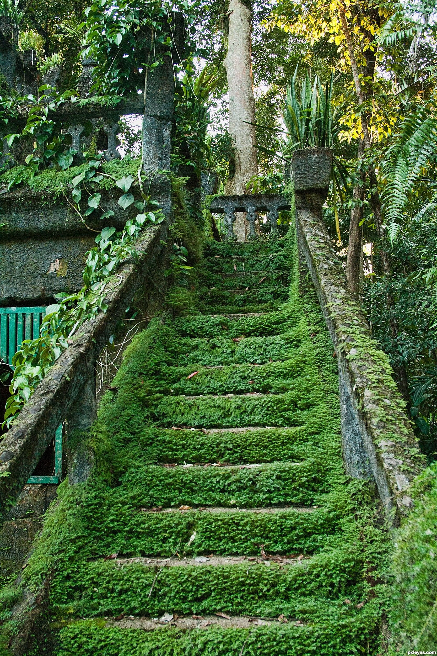 Nature's stairway | Stairways | Pinterest | Google, Gardens and ...