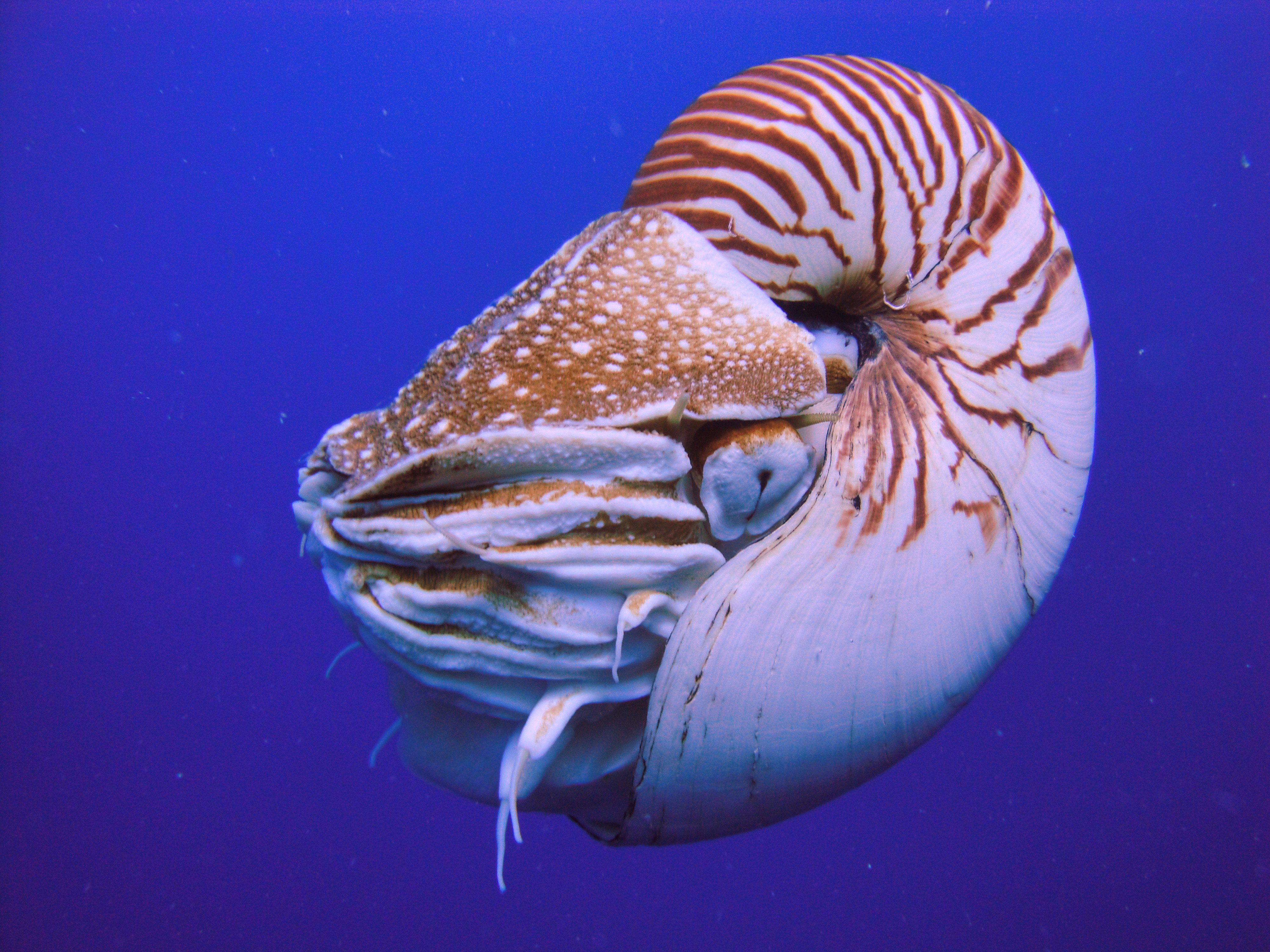 File:Nautilus Palau.JPG - Wikimedia Commons