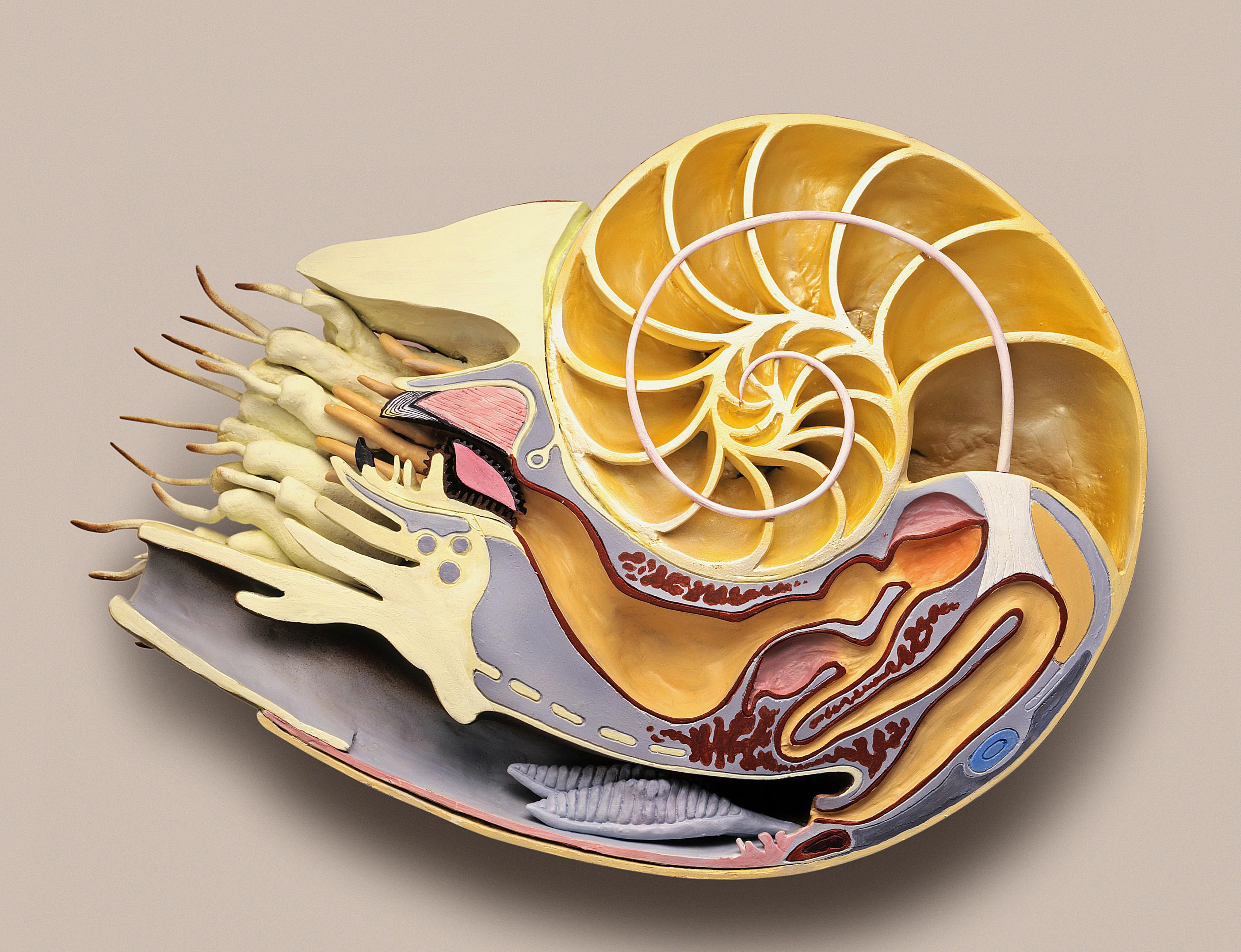 9 Fascinating Facts About the Nautilus