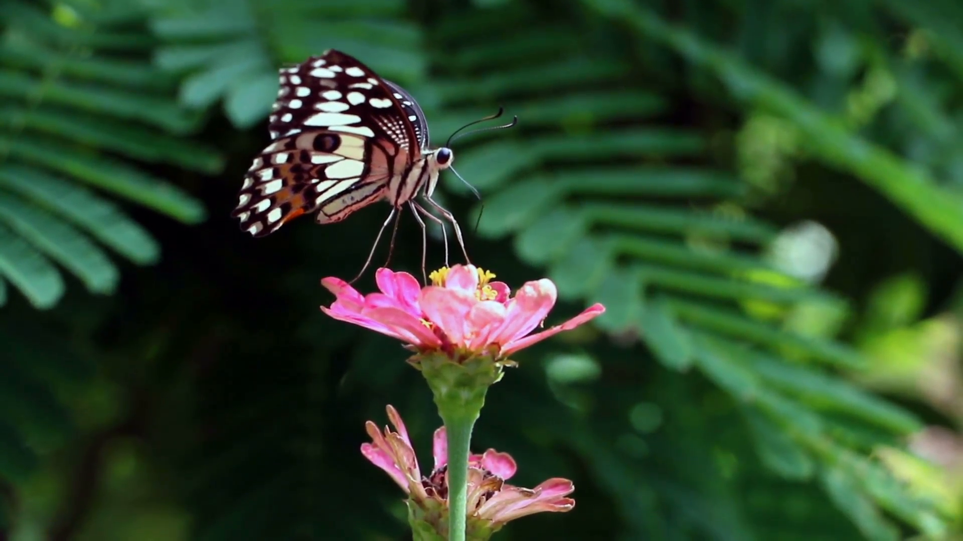 Butterflies flying to suck nectar from flowers Stock Video Footage ...