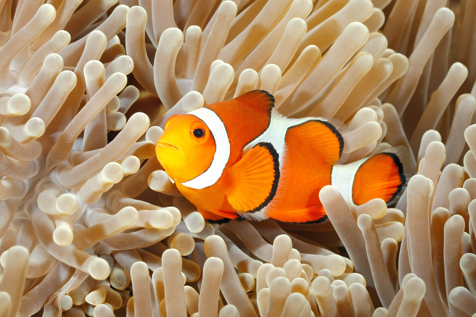 Finding Nemo' is a hermaphroditic lie, says science